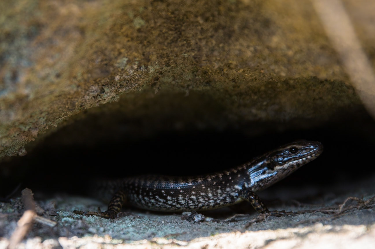 Descended from Neates Glen car park down to and through the Grand Canyon and back up to Evans Lookout. We continued along the clifftop path to Govett's leap and then on to Pulpit Rock. Notes by Peter Watt.
