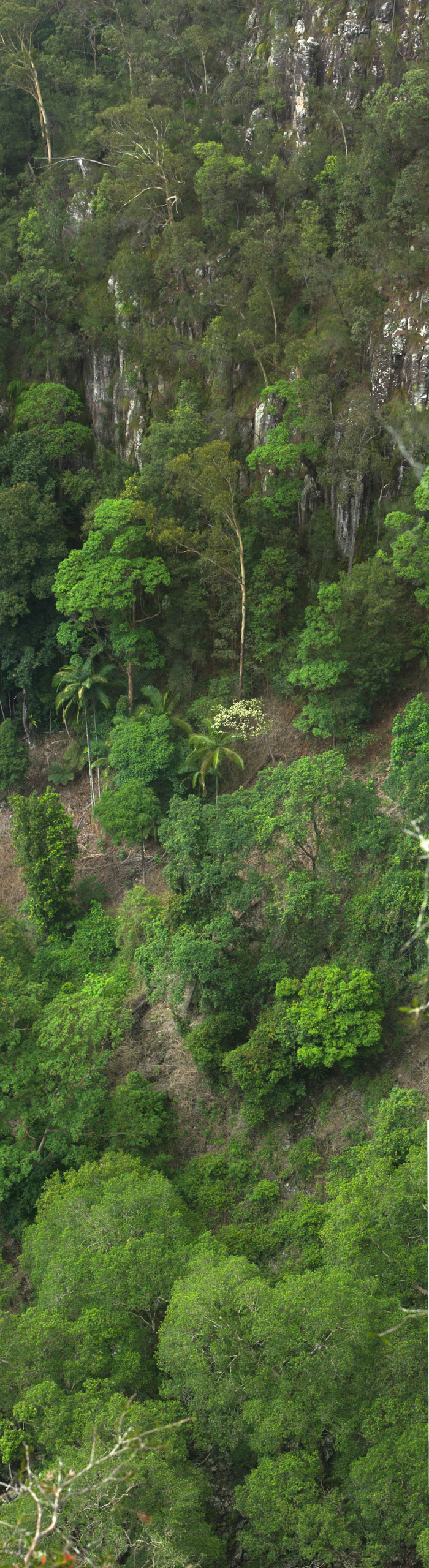 Minyon falls, Lismore