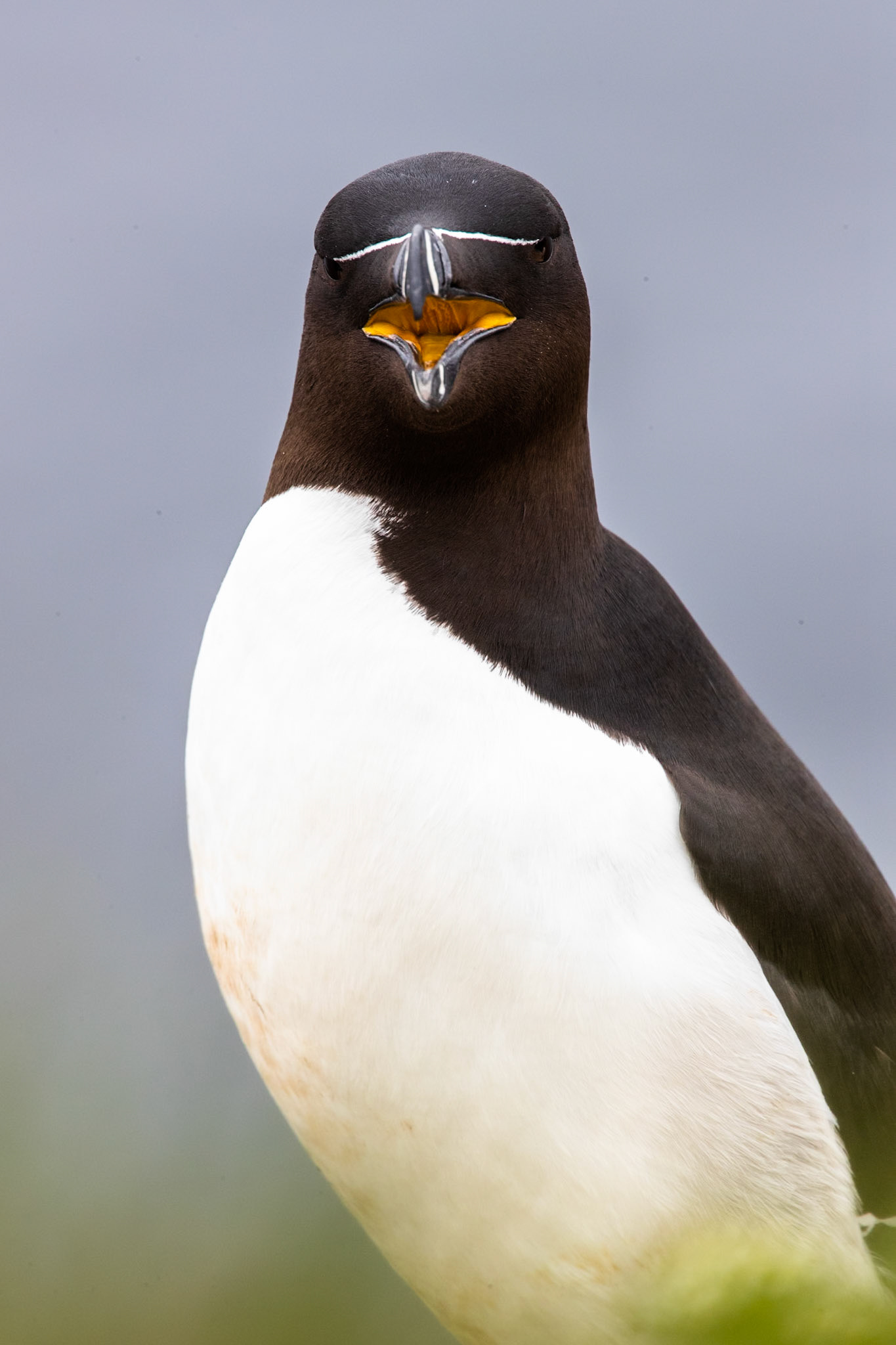 Razorbill, Grímsey Island, Iceland