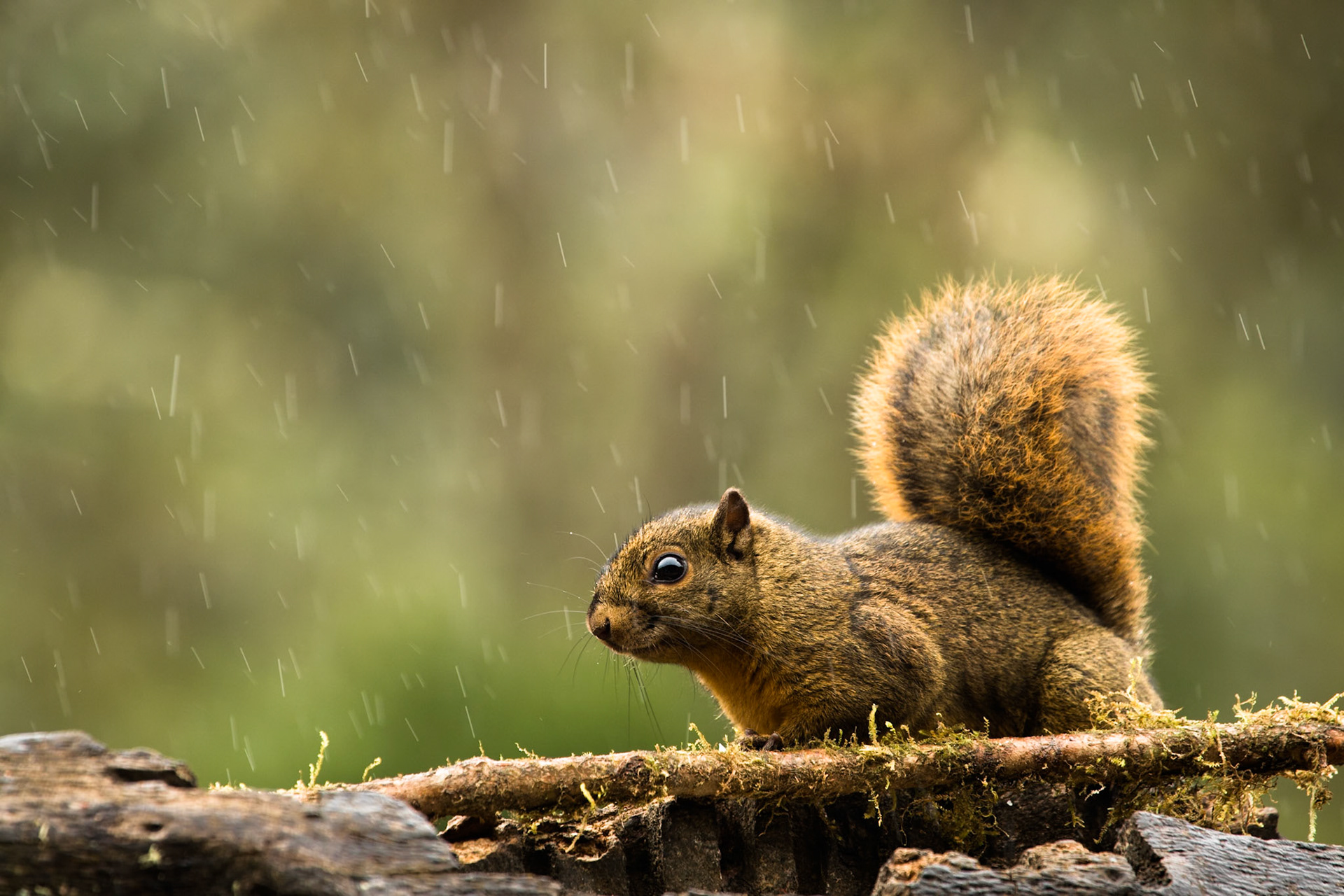 Variegated squirrel, Paraiso de Quetzal,  Costa Rica