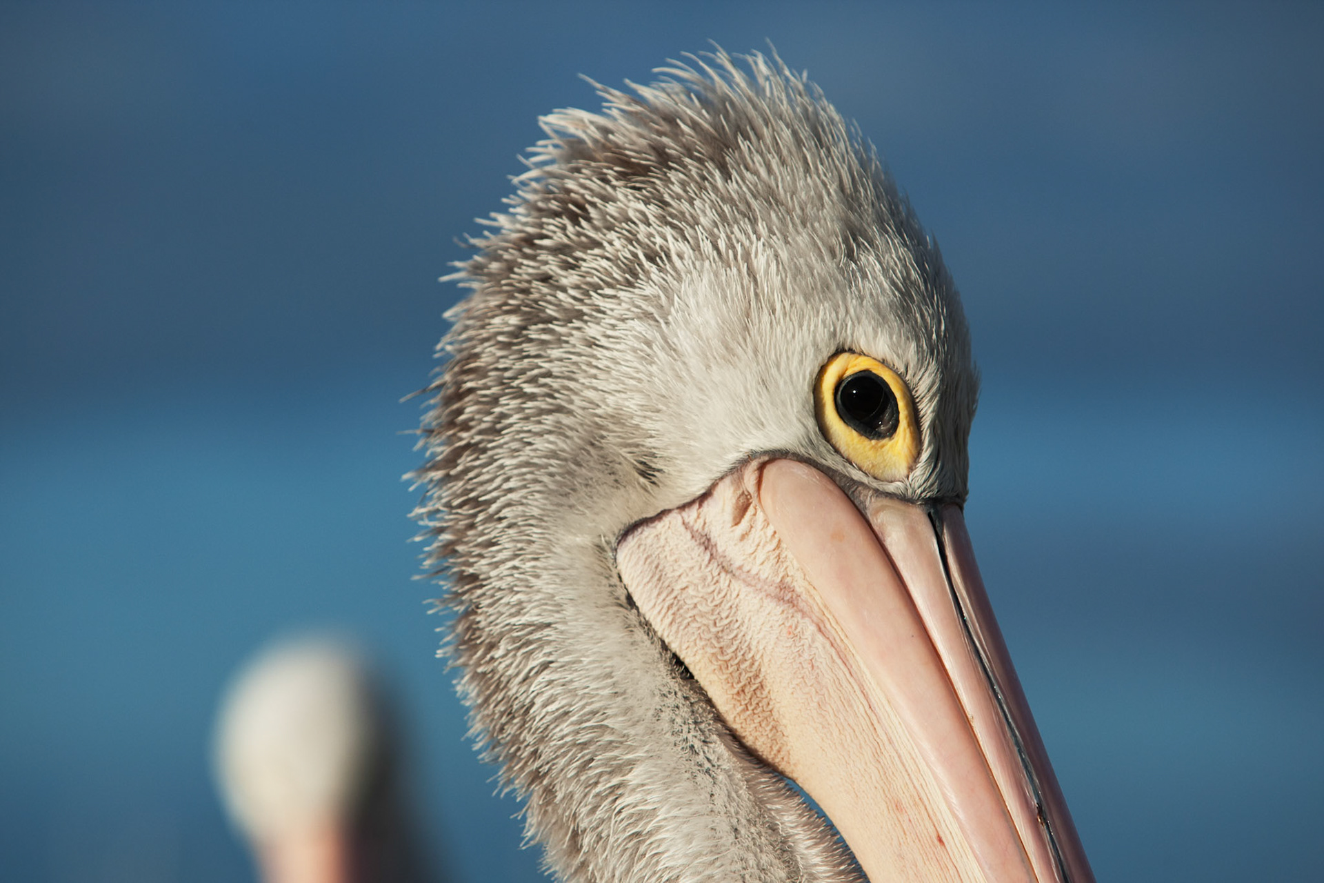 Australian pelicans gathered for a daily feed, Kingscote, Kangaroo Island