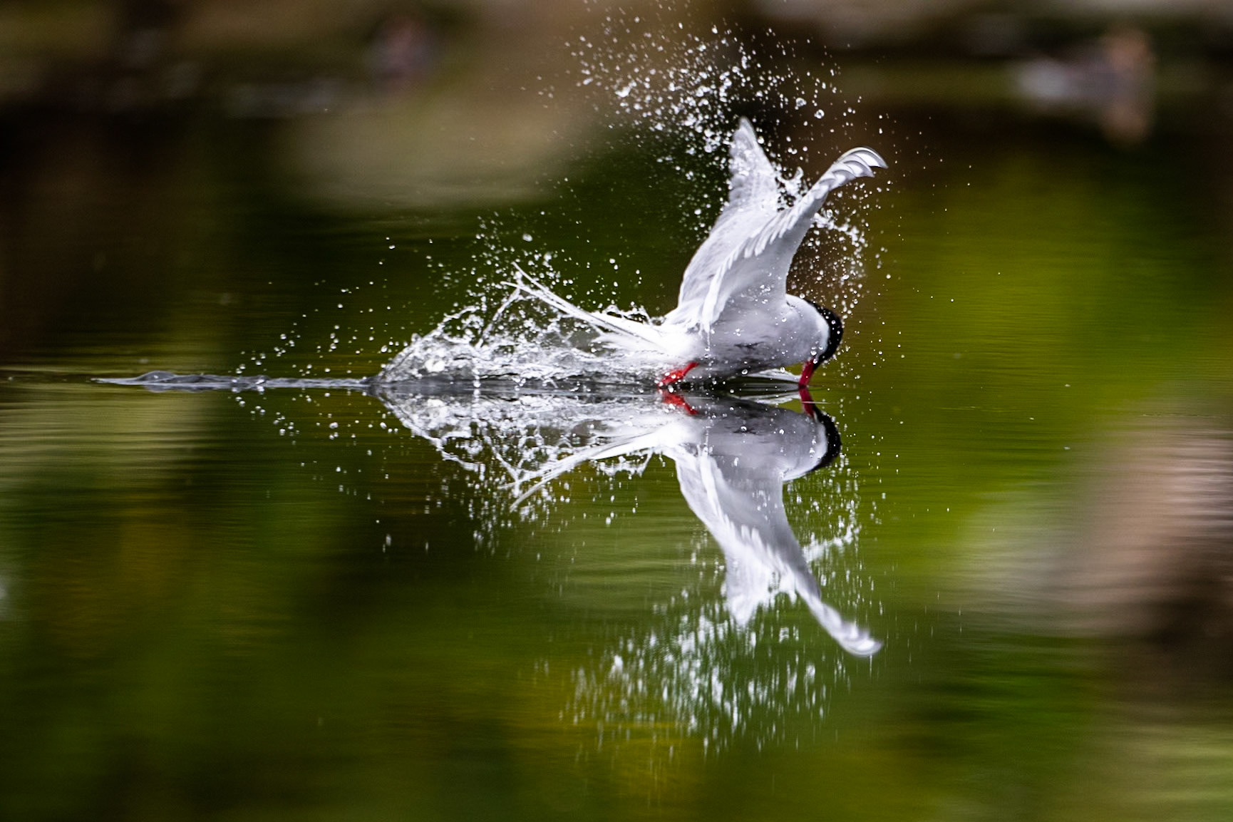Arctic tern, Grímsey Island, Iceland