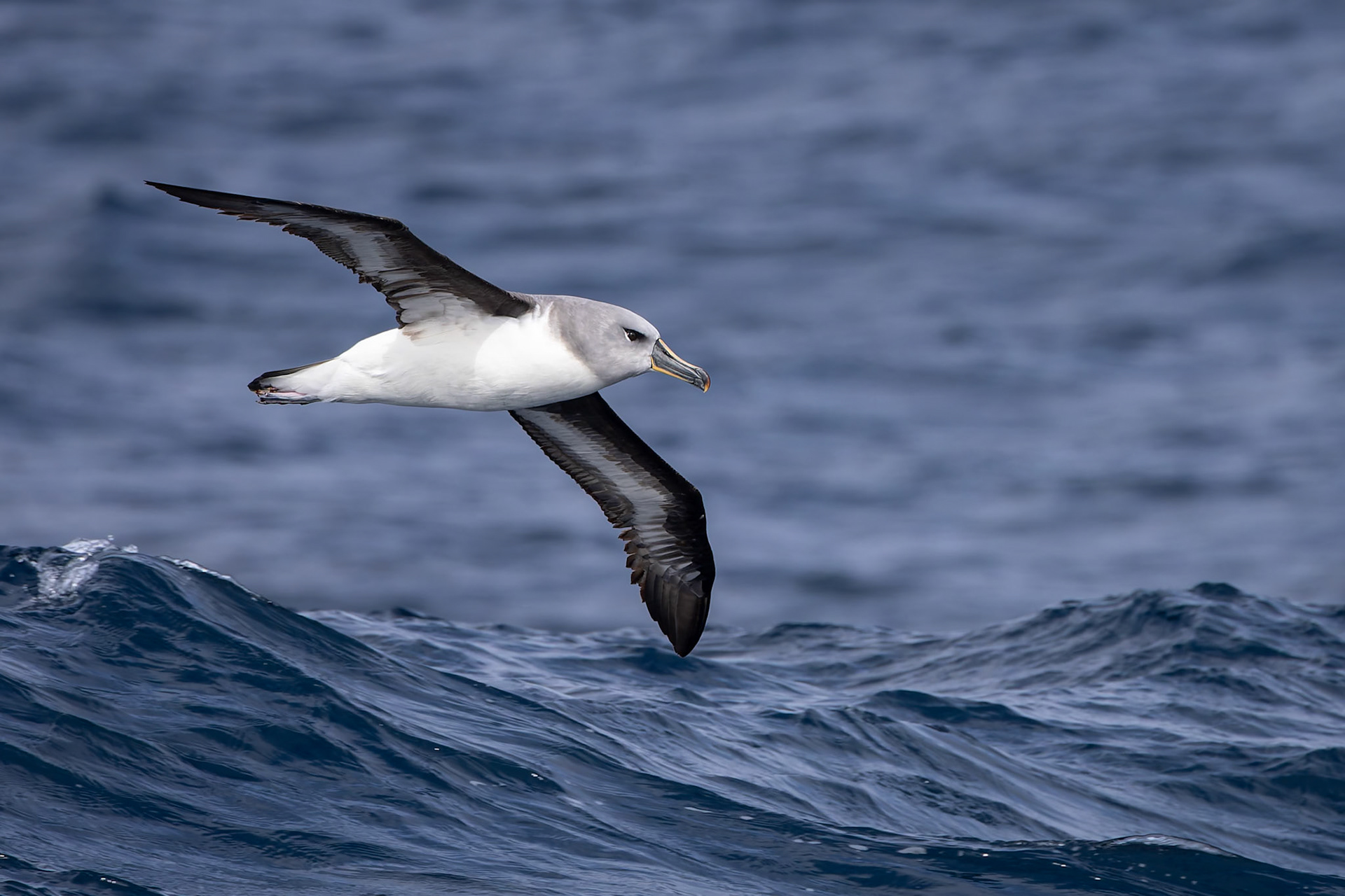Grey-headed albatross, towards Ushuaia, Argentina