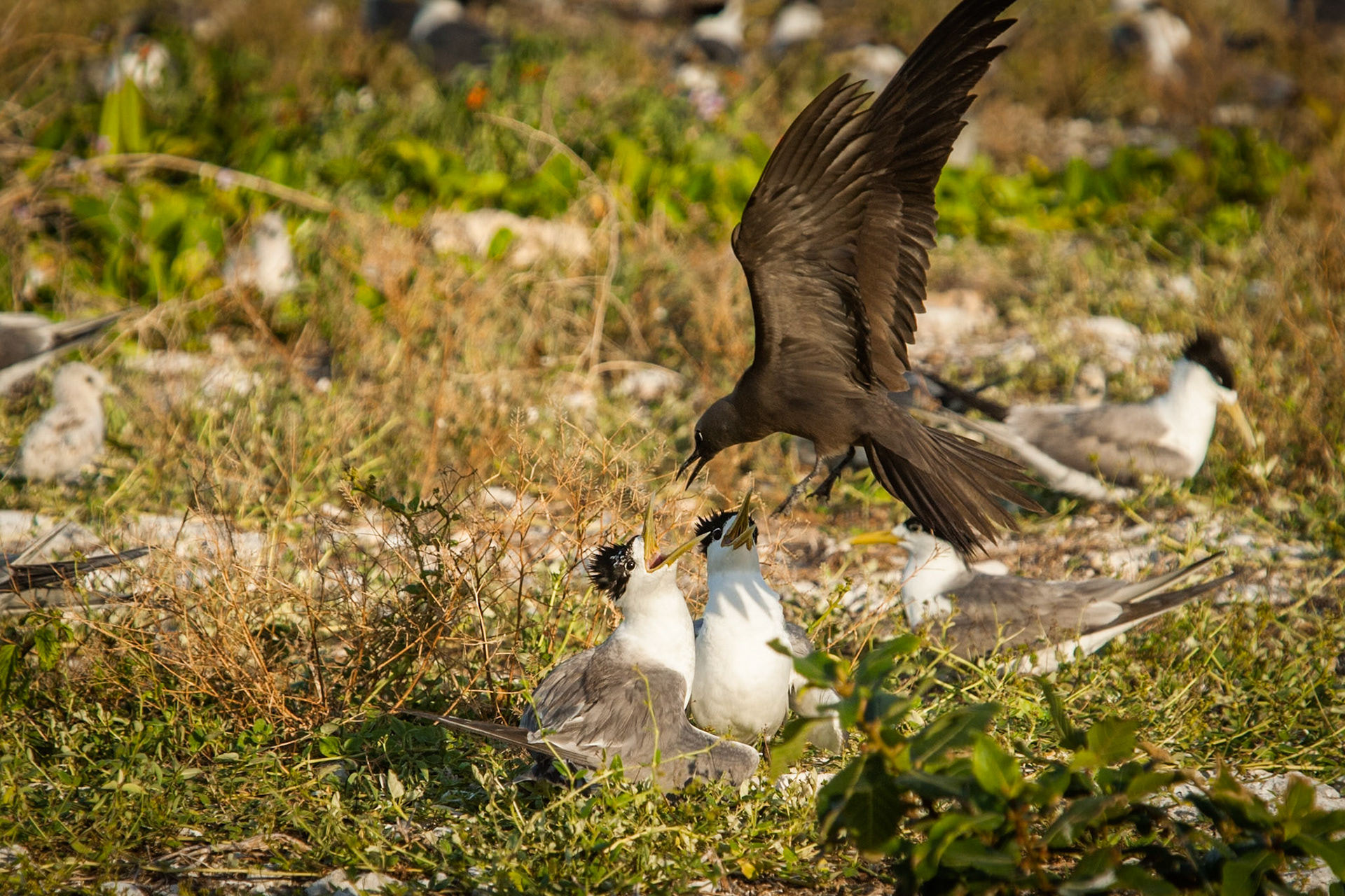 Common (brown) noddy in a tiff with crested terns, Lady Elliot Island, Queensland, Australia