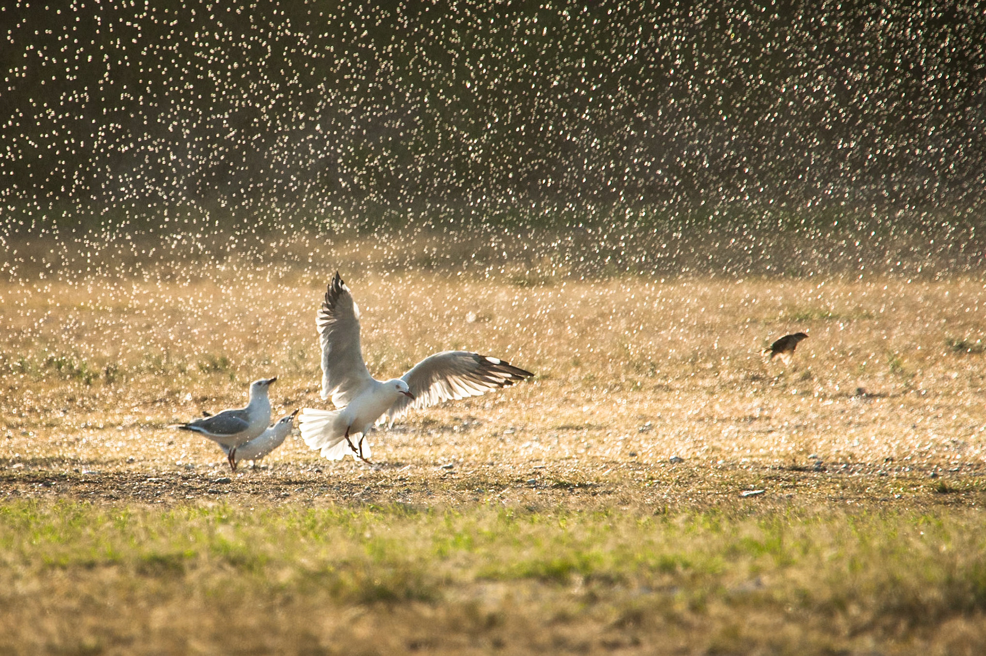 Silver gulls in spray, Lady Elliot Island, Queensland, Australia