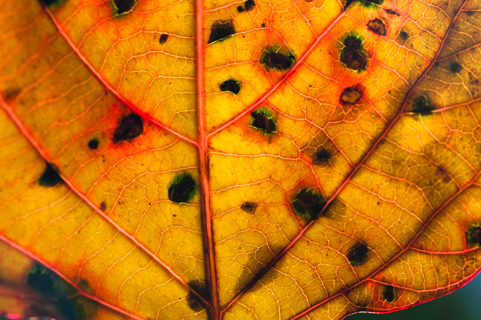Lamington National Park, Queensland