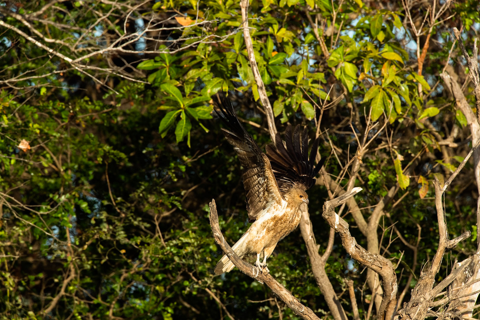 Whistling kite, Corroboree billabong, Corroboree, Northern Territory, Australia