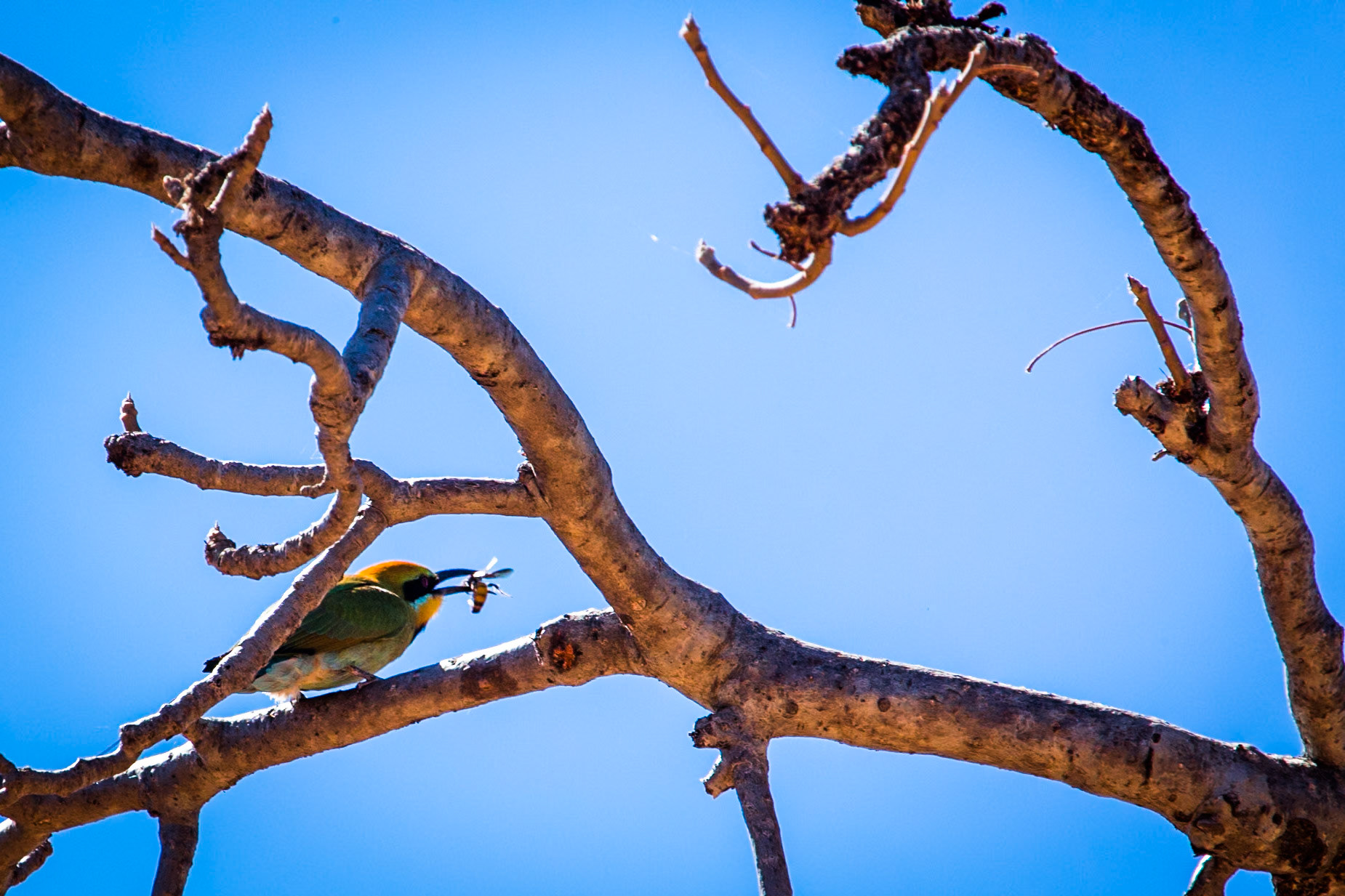 Rainbow bee-eater, El Questro Wilderness Park, The Kimberly, Western Australia