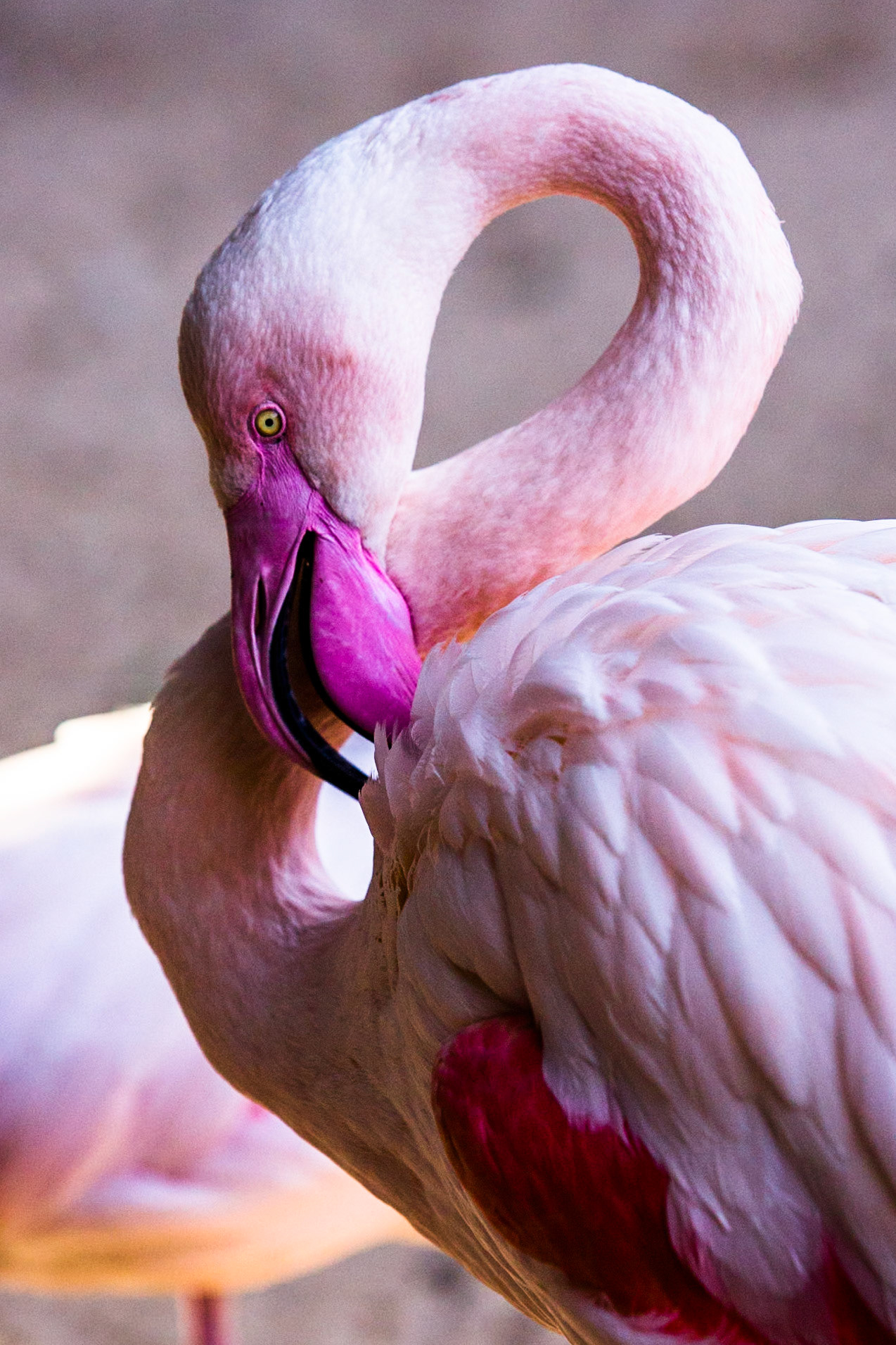 Chilean flamingo, Iguassu bird park, Brazil