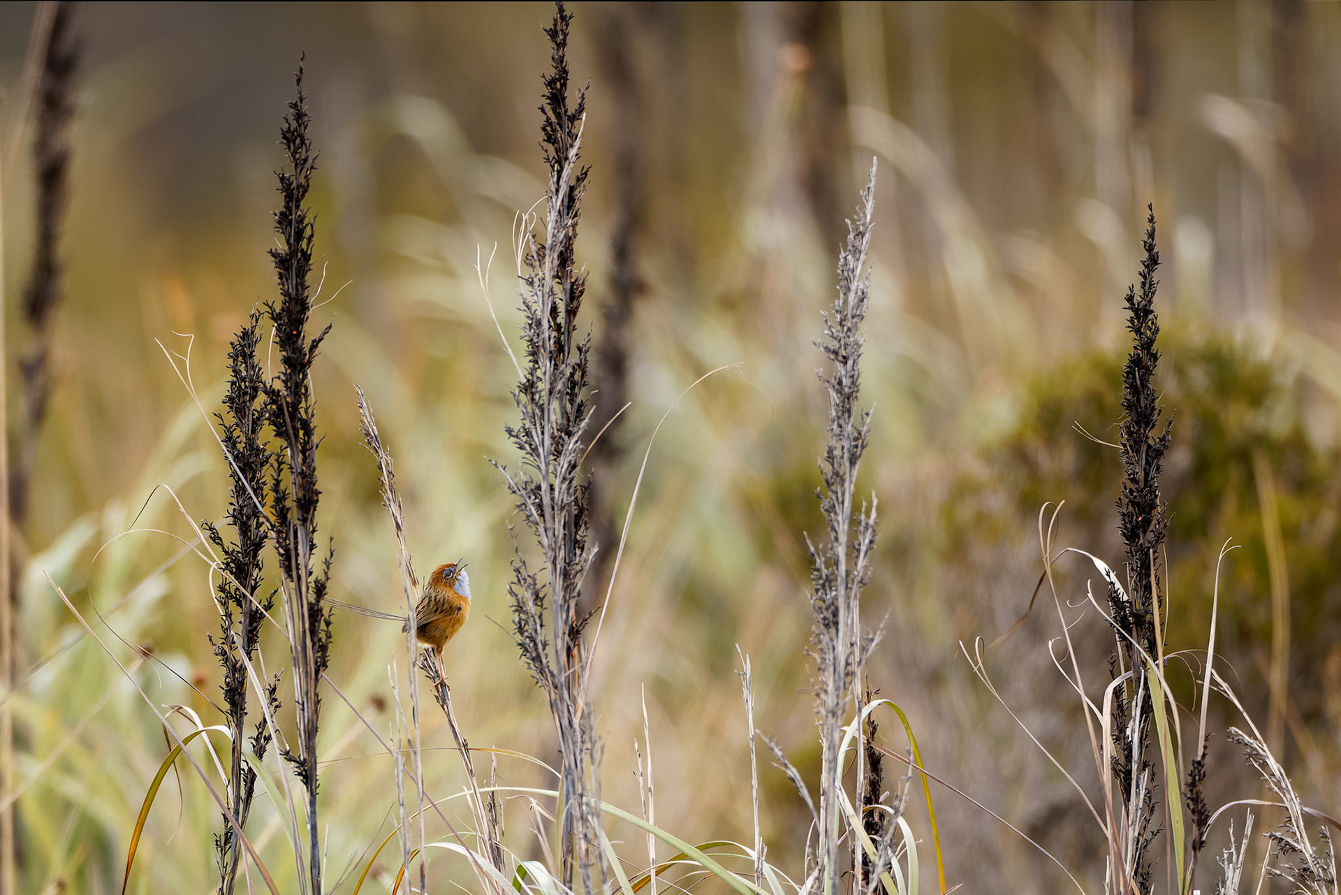 Southern emuwren, Melaleuca, South West National Park, Tasmania, Australia
