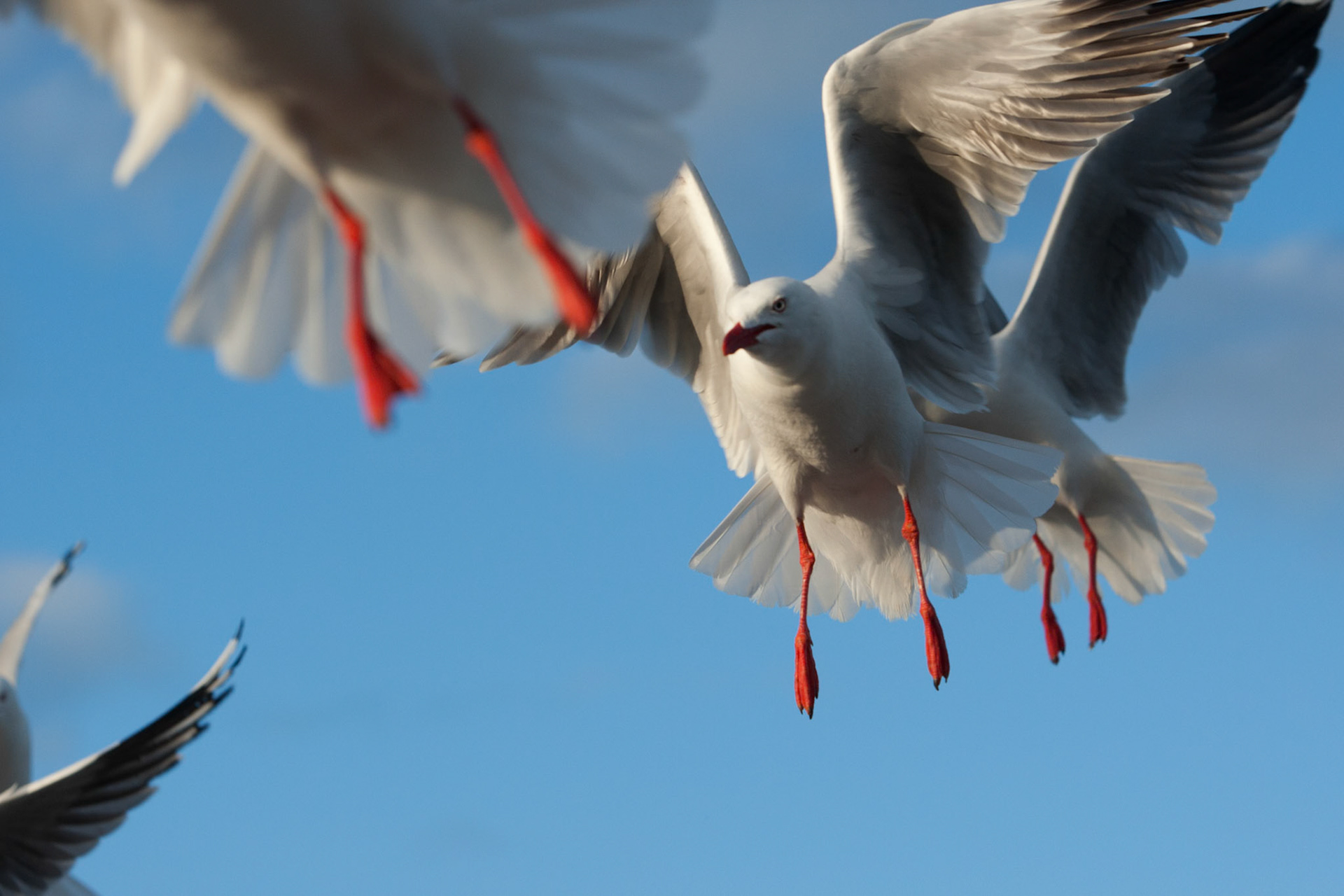Silver gulls gathered for feeding, Kingscote, Kangaroo Island
