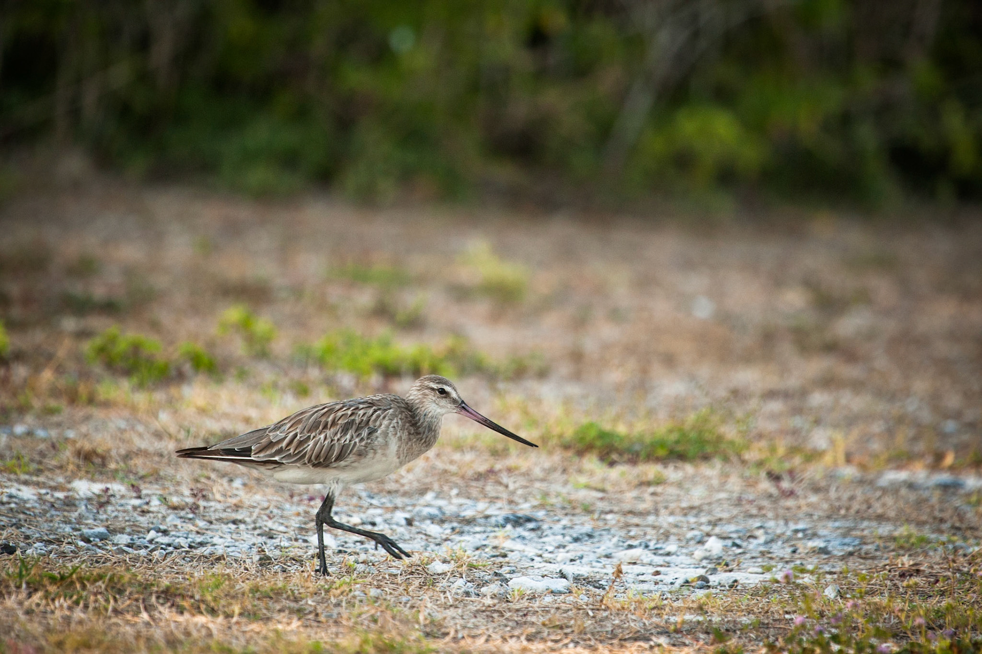 Bar-tailed Godwit, Lady Elliot Island, Queensland, Australia