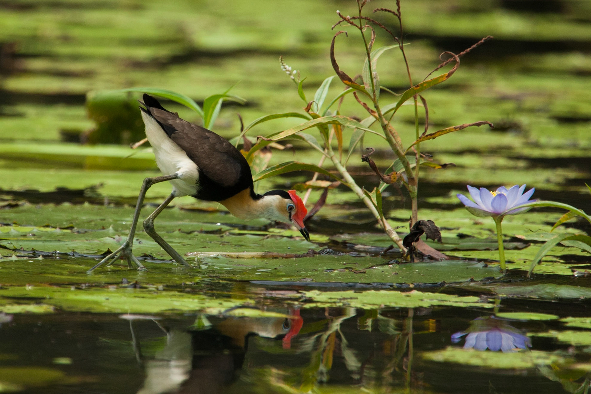 Comb-crested Jacana and waterlilly flower, Mount Borradale, Arnhemland, Northern Territory