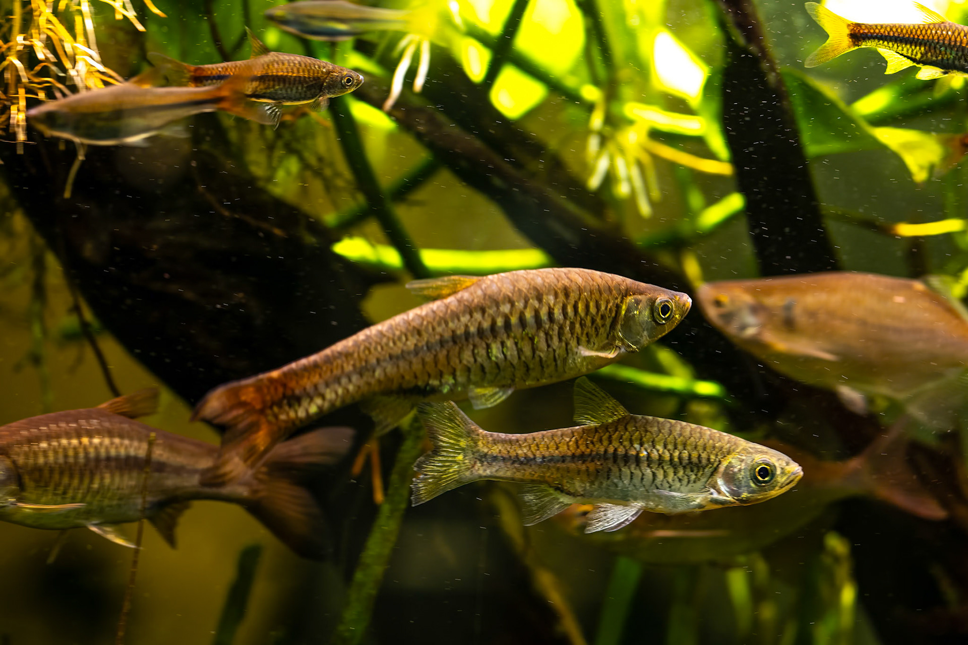 Rosy barb, Sepilok, Borneo