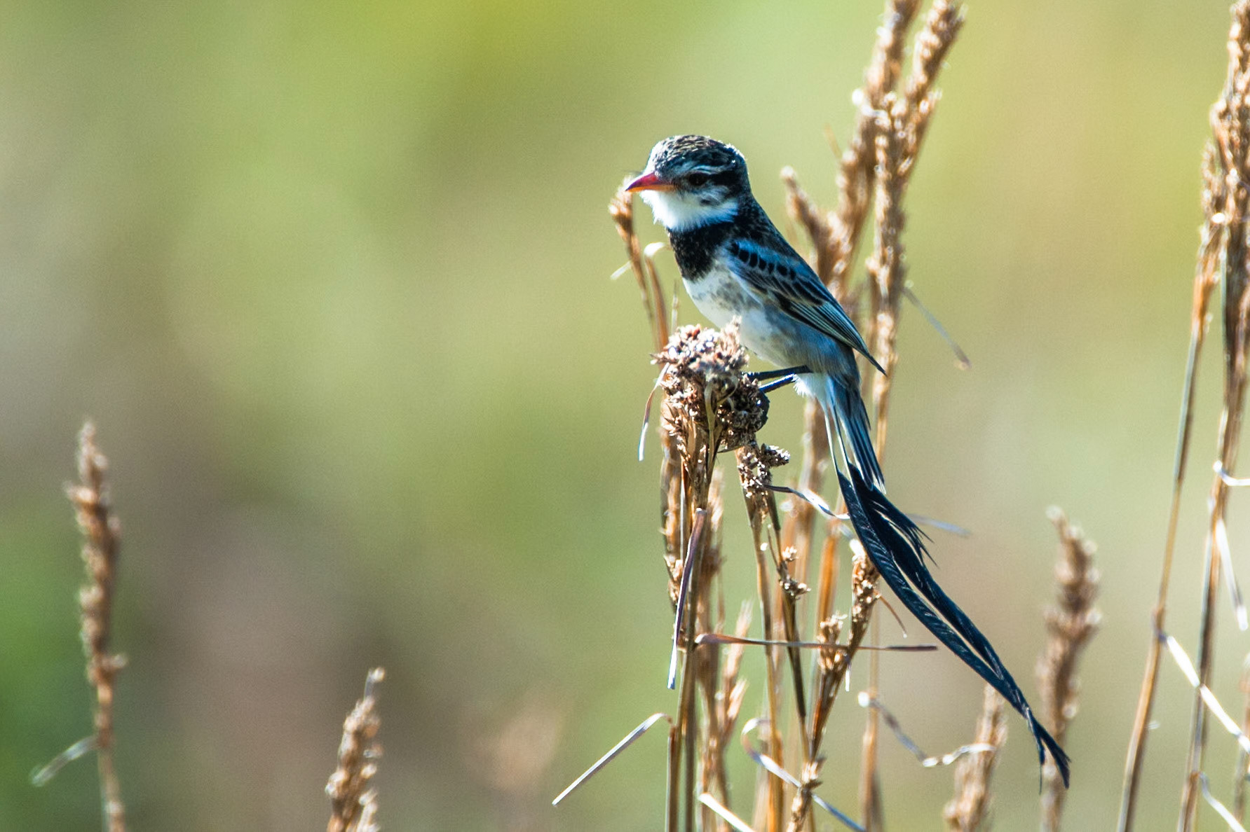 Strange-tailed tyrant, Puerto Valle Esteros, Ibera wetlands, Corrientes, Argentina