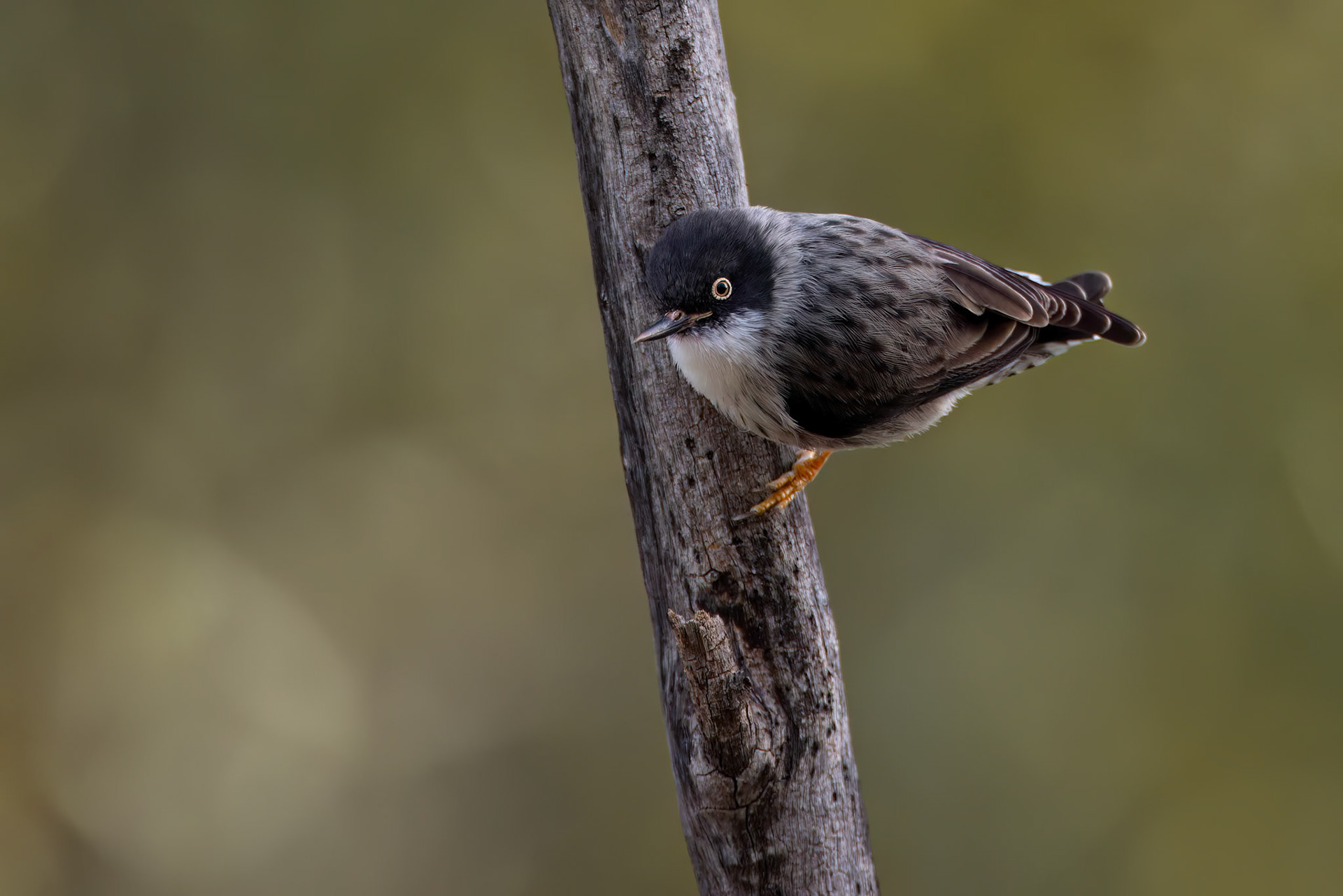 varied sittella, Thargomindah to Eulo, Queensland, Australia