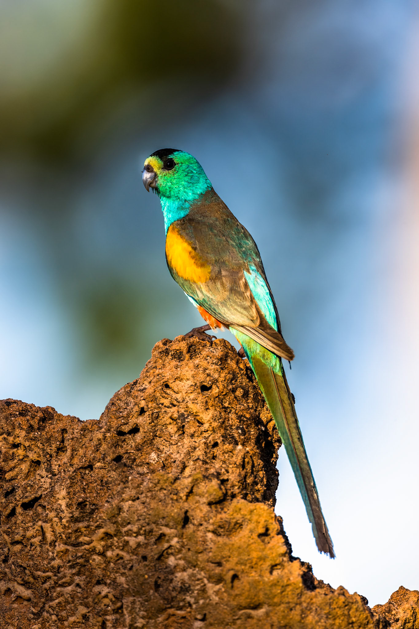 Golden-shouldered parrot, Artemis station, Musgrave, Cape York Penninsula, Queensland