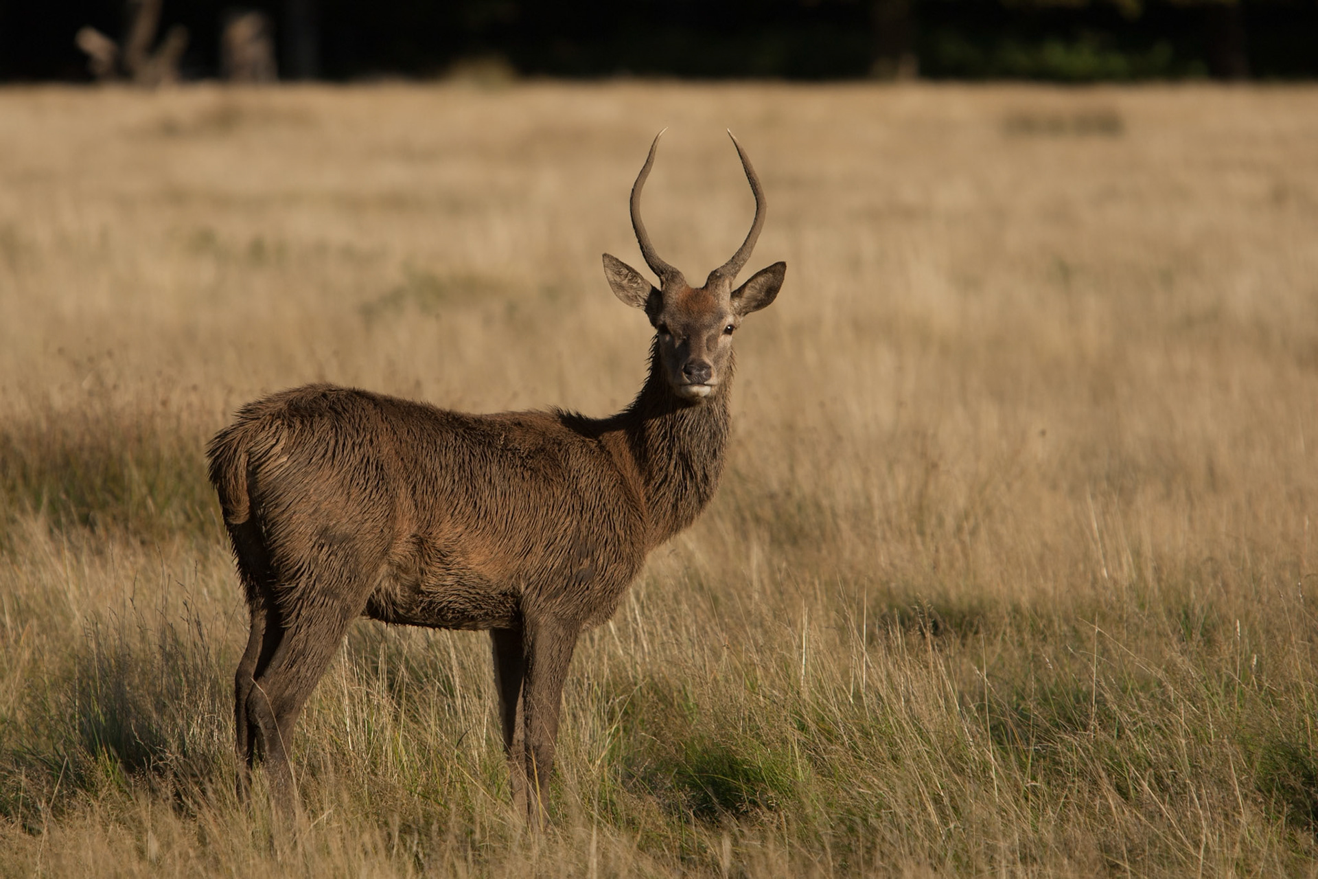Red deer Richmond Park, London.