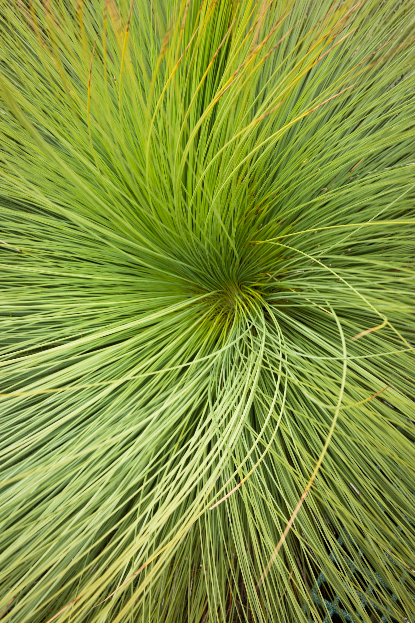 Tuesday am - Darby Saddle via Sparkes Lookout and Lookout Rocks to Tongue Point; and then on to Darby River for lunch.Tuesday pm - Lilly Pilly Gully carpark up to Tidal Overlook and on to Pillar Point then via Squeaky Beach and Picnic Beach to Picnic Beach carpark.