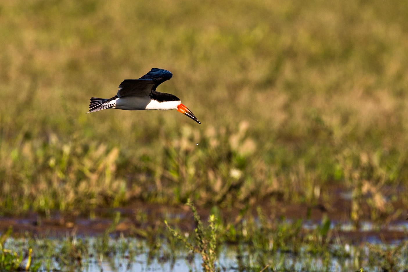 Black skimmer, Pousada Piuval, Pantanal, Brazil