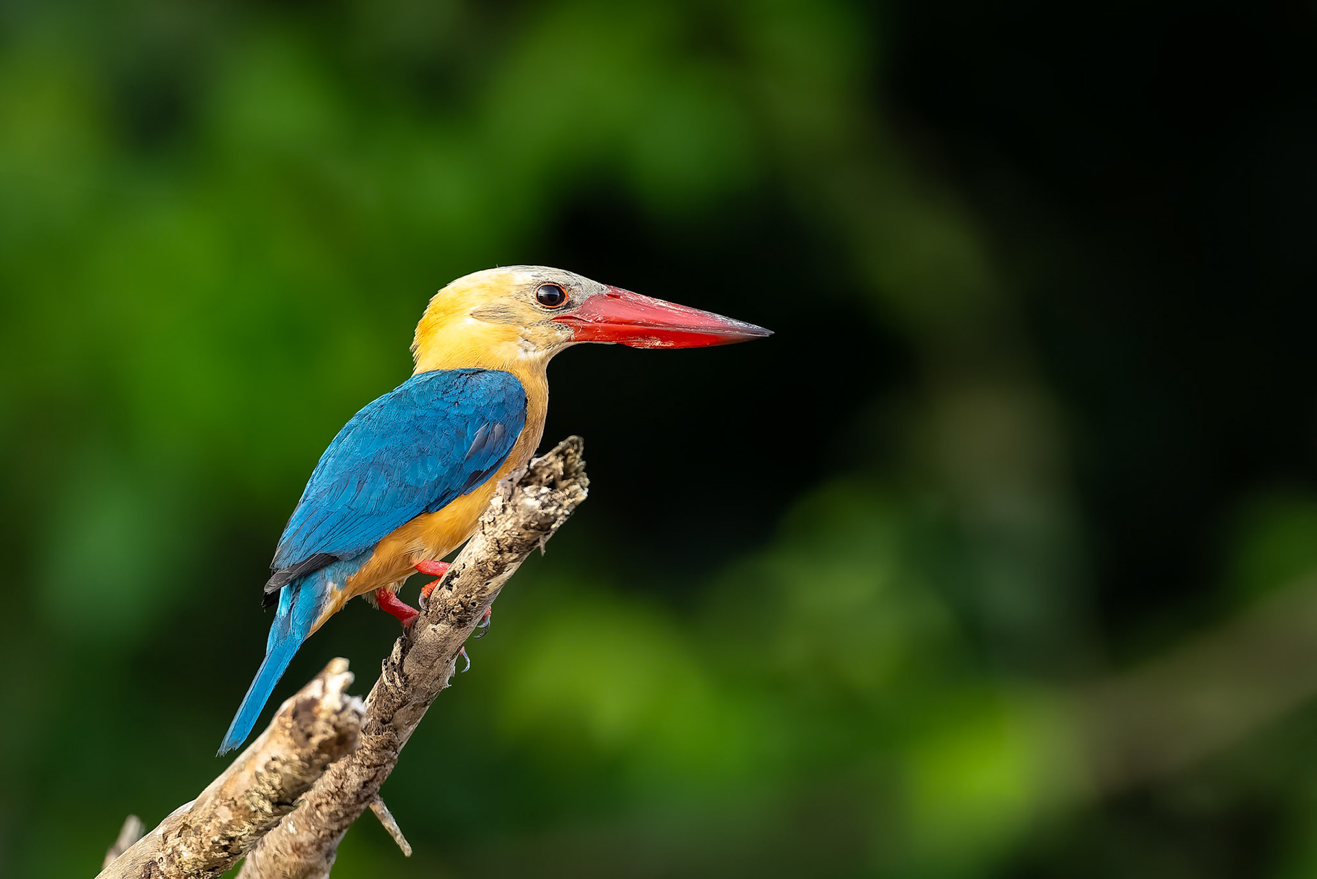 Stork-billed kingfisher, Sukau, Borneo