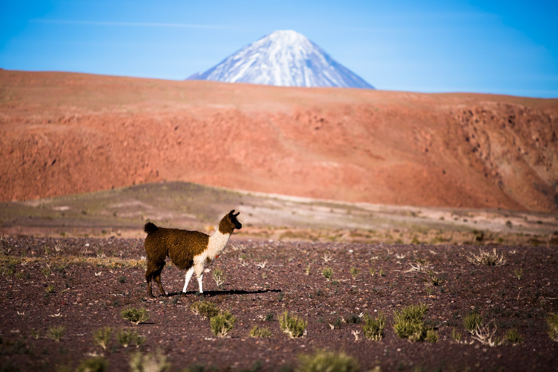 Llama, Atacama, Chile