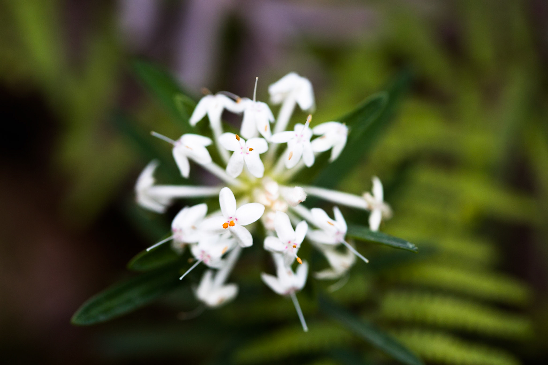 Started on the track to Golf Links lookout. Walked past the Pool of Siloam to Gordon Falls lookout. Followed the Prince Henry cliff walk to Leura Cascades from where we descended through Leura Forest to the junction with Federal Pass tea stop. Continued along Federal Pass past the junction with Dardanelles Pass (near the base of the Giant Staircase); past the base of Furber Steps to the Scenic Railway lower station (Lunch stop).  Some returned via the Scenic Railway, whilst others retraced steps and ascended the Giant Staircase to Echo Point. Notes by Peter Watt.
