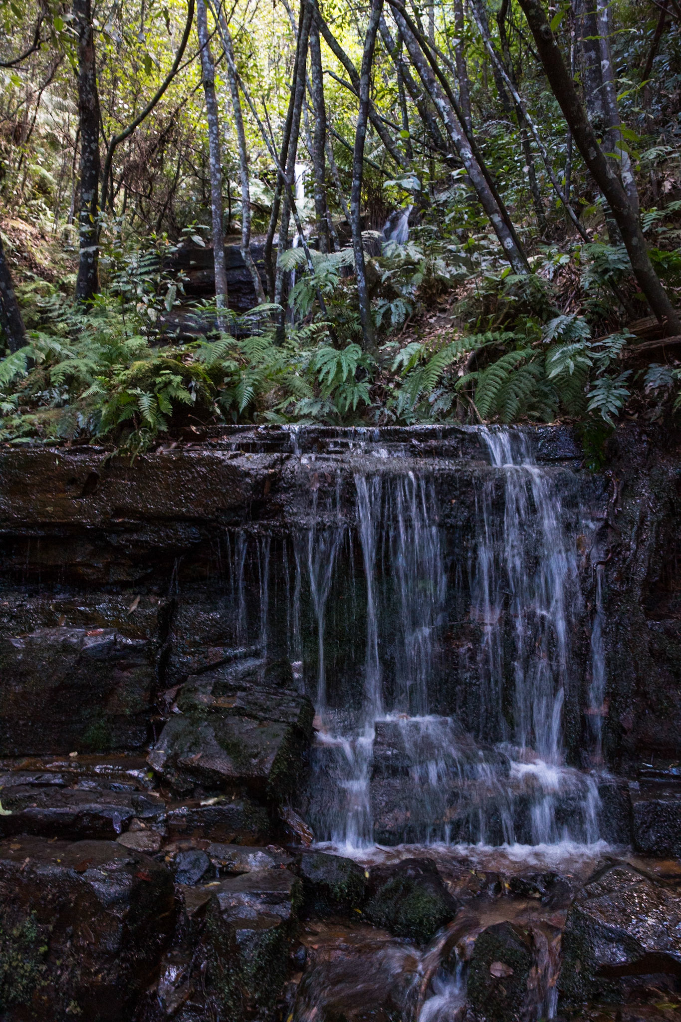 Started on the track to Golf Links lookout. Walked past the Pool of Siloam to Gordon Falls lookout. Followed the Prince Henry cliff walk to Leura Cascades from where we descended through Leura Forest to the junction with Federal Pass tea stop. Continued along Federal Pass past the junction with Dardanelles Pass (near the base of the Giant Staircase); past the base of Furber Steps to the Scenic Railway lower station (Lunch stop).  Some returned via the Scenic Railway, whilst others retraced steps and ascended the Giant Staircase to Echo Point. Notes by Peter Watt.