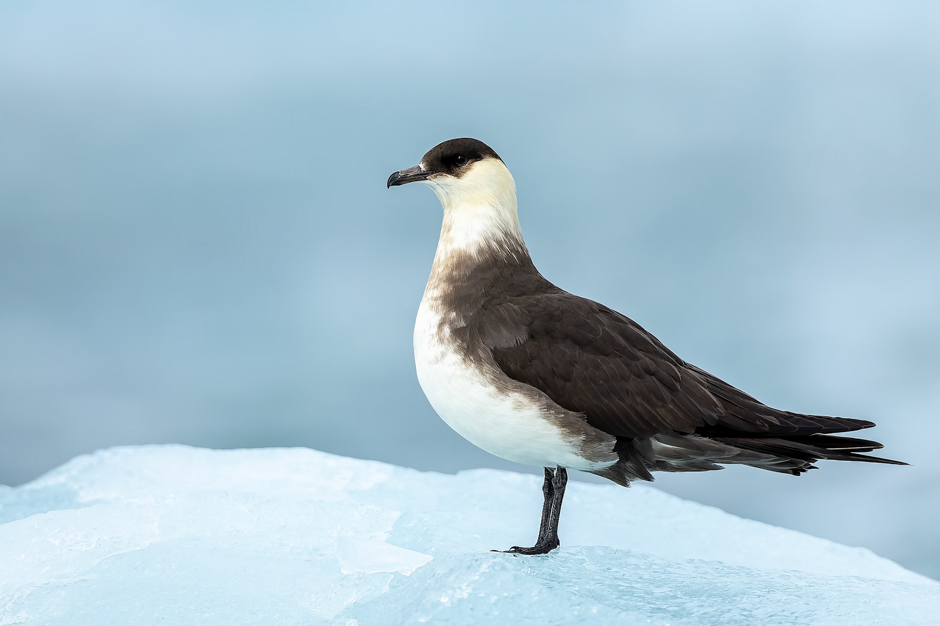 Arctic skua, Lilliehoekbreen, Svalbard, Norway