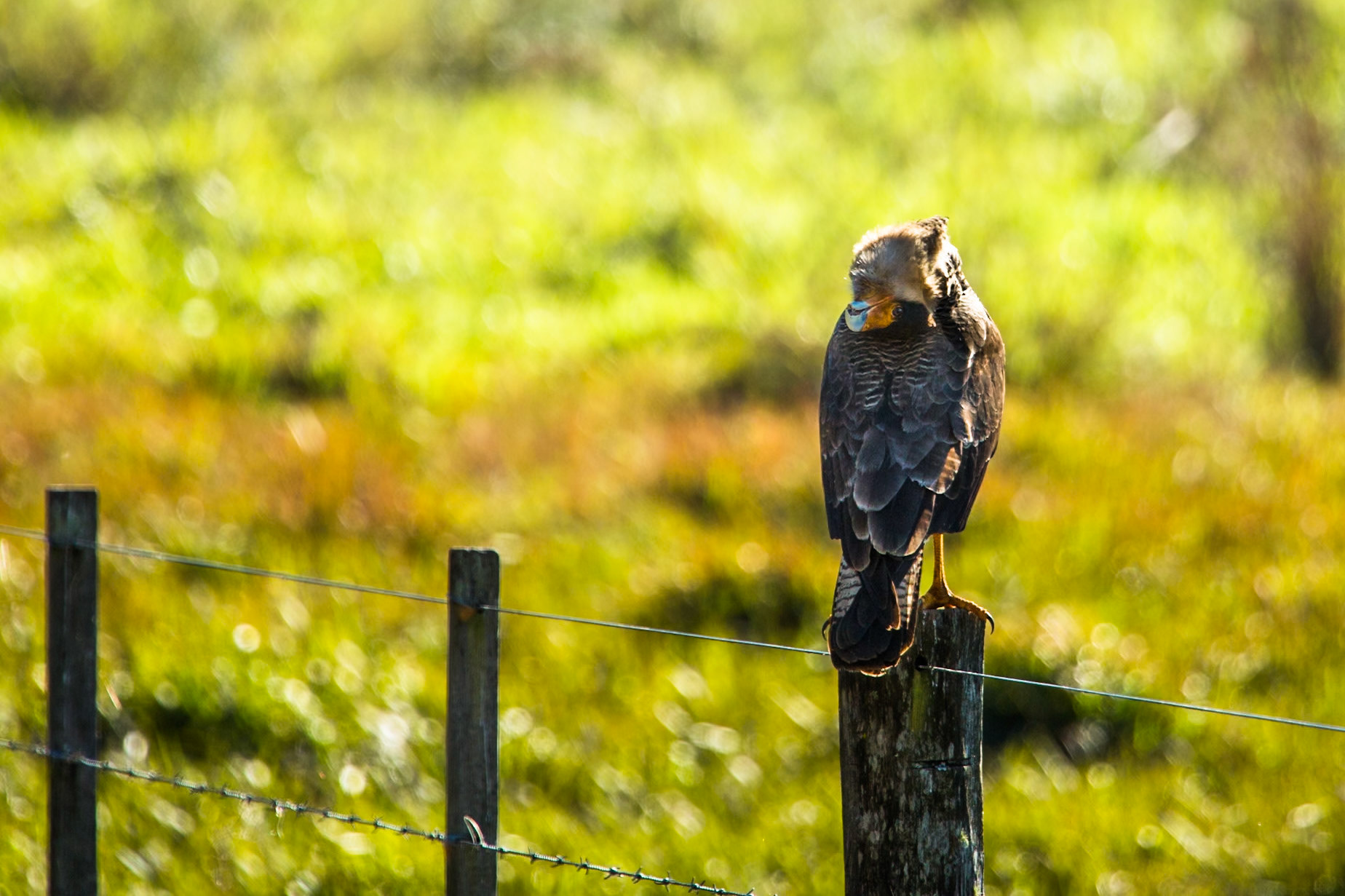 Southern crested caracara, Puerto Valle Esteros, Ibera wetlands, Corrientes, Argentina