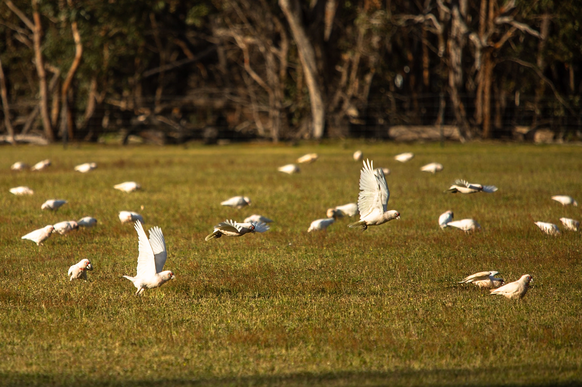 Long-billed correlas, Eagle Wings Rise, Hall's Gap, The Grampians, Victoria