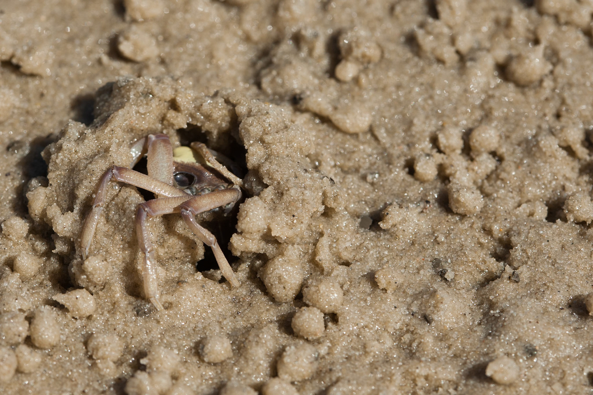 Soldier crabs, Kingfisher Bay, Fraser Island, Queensland