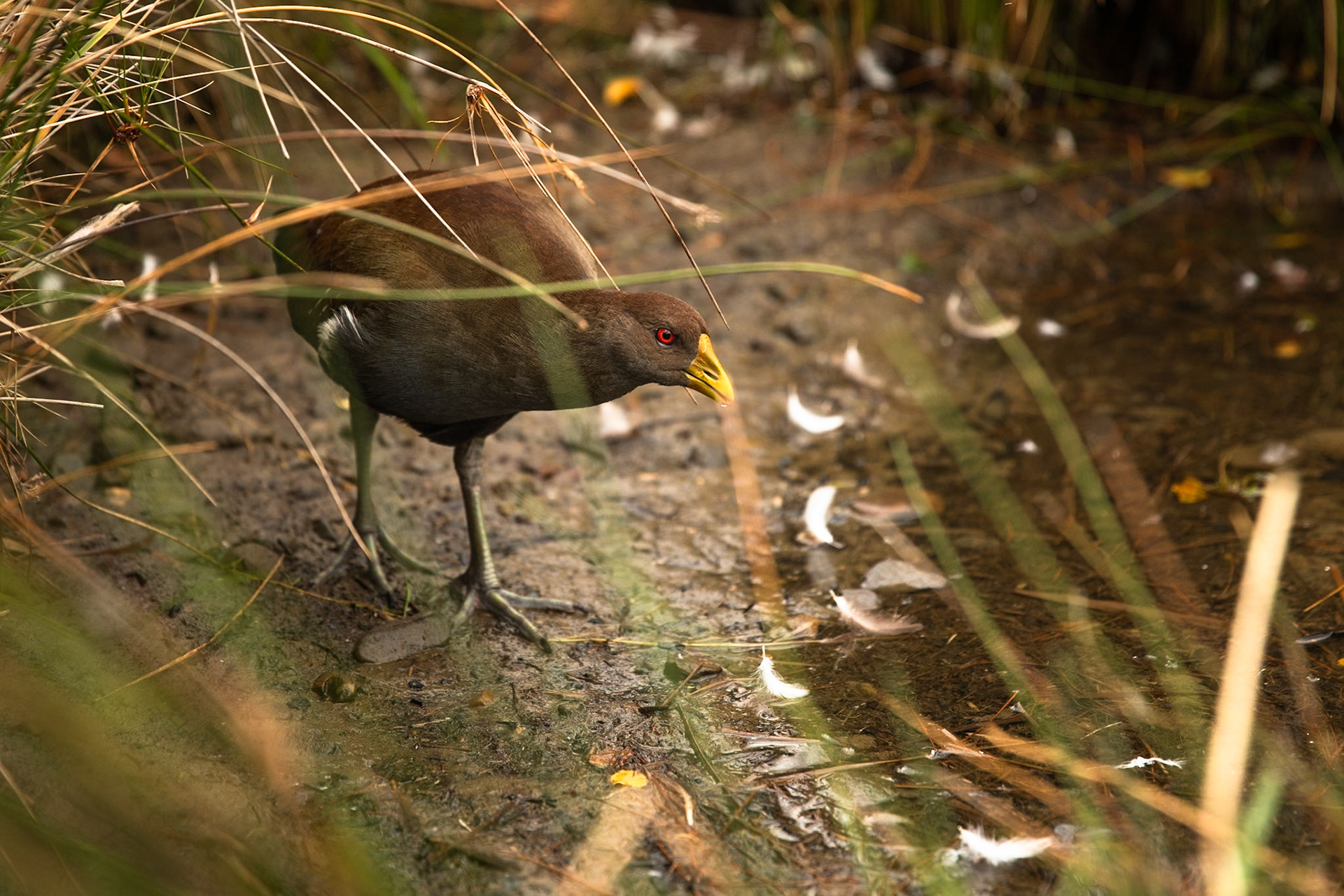 Tasmanian native hen, Hobart, Tasmania