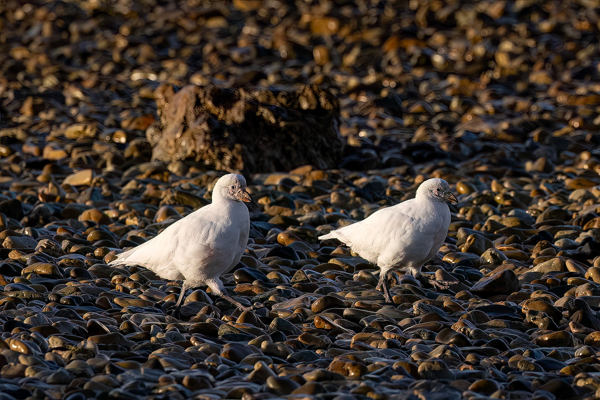 Snowy sheathbill, Pebble Island, Falkland Islands