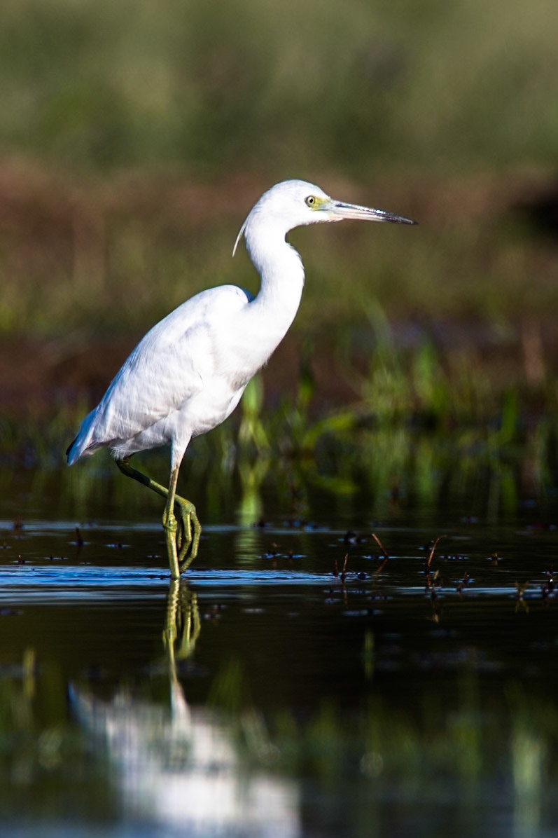 Little blue heron, Pousada Piuval, Pantanal, Brazil