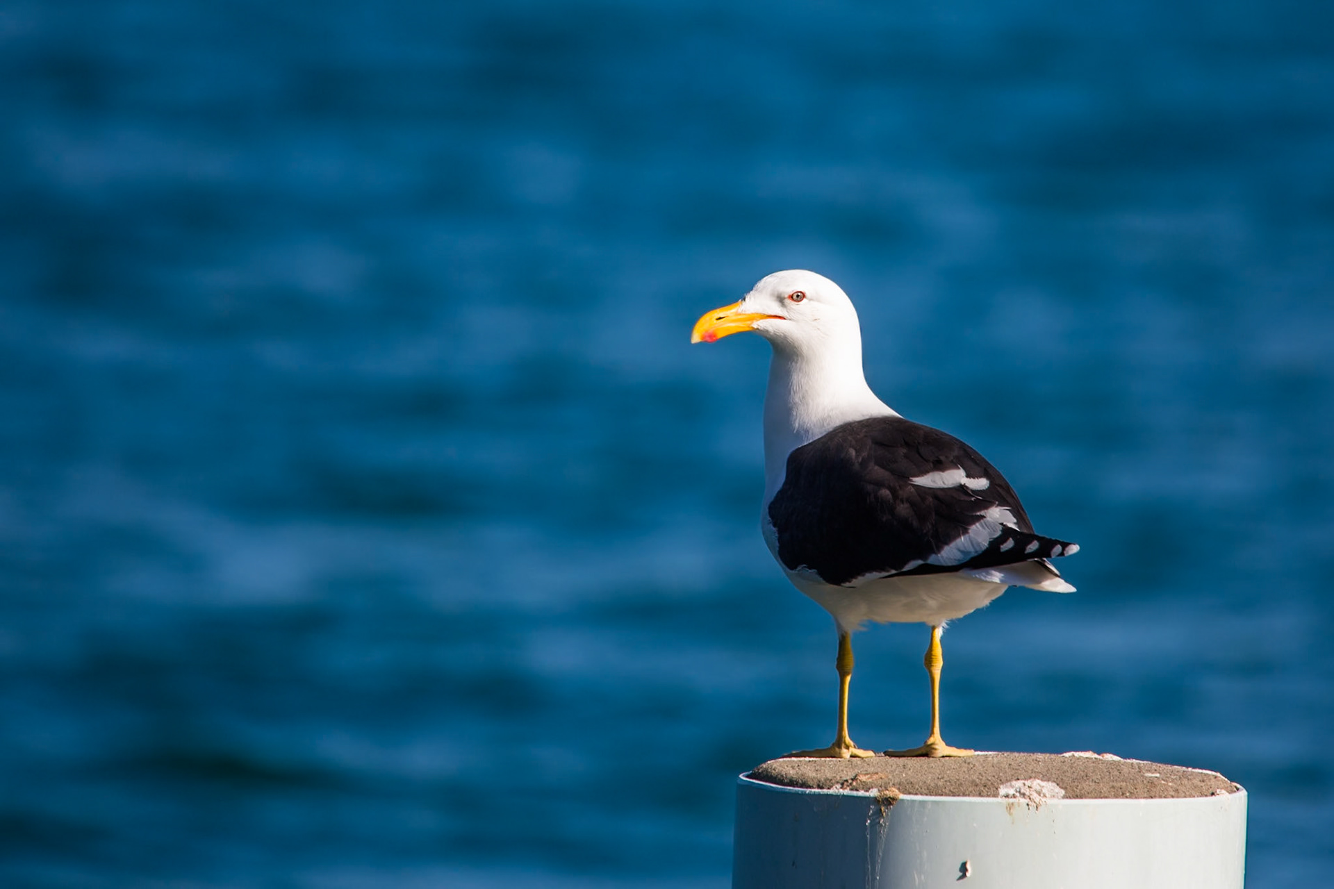 Southern black-backed gull, Marlborough Sound, New Zealand