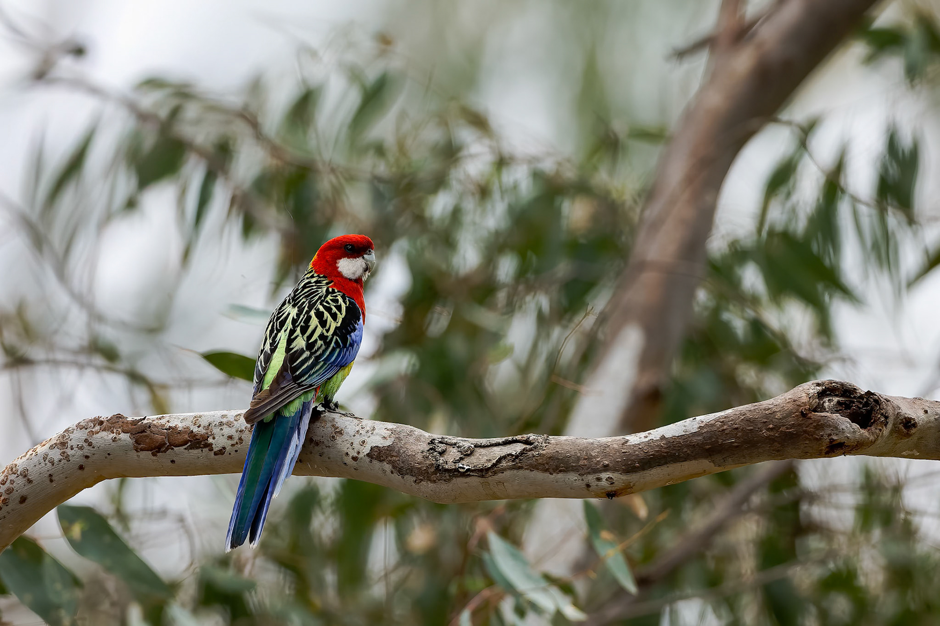 Eastern rosella, Mount Victoria, NSW, Australia