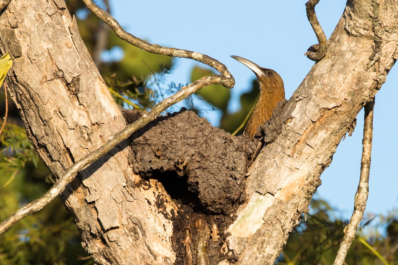 Great rufous woodcreeper, Pousada Piuval, Pantanal, Brazil