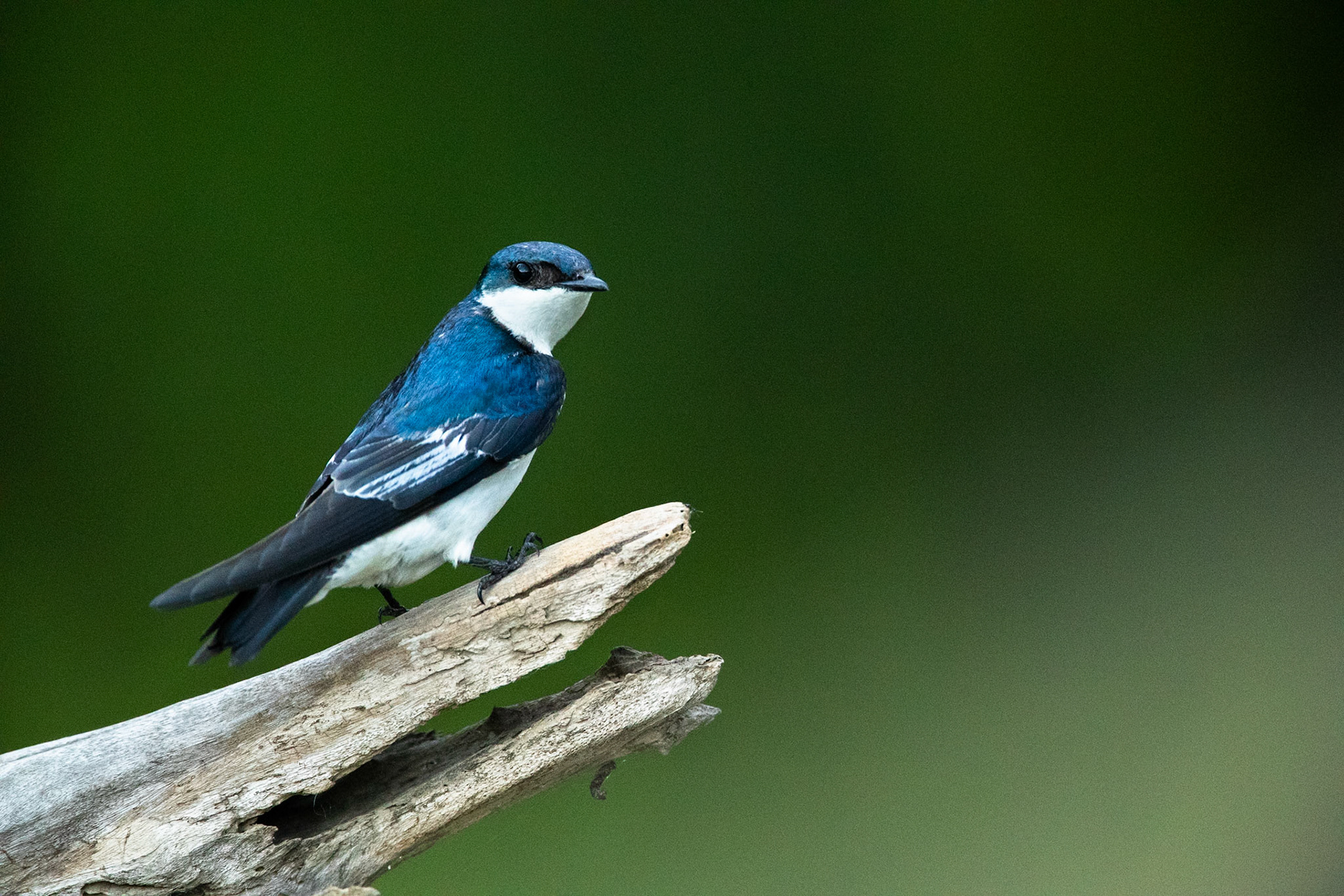 Blue and white swallow, Tambo Blanquillo, Manu National Park,  Peru