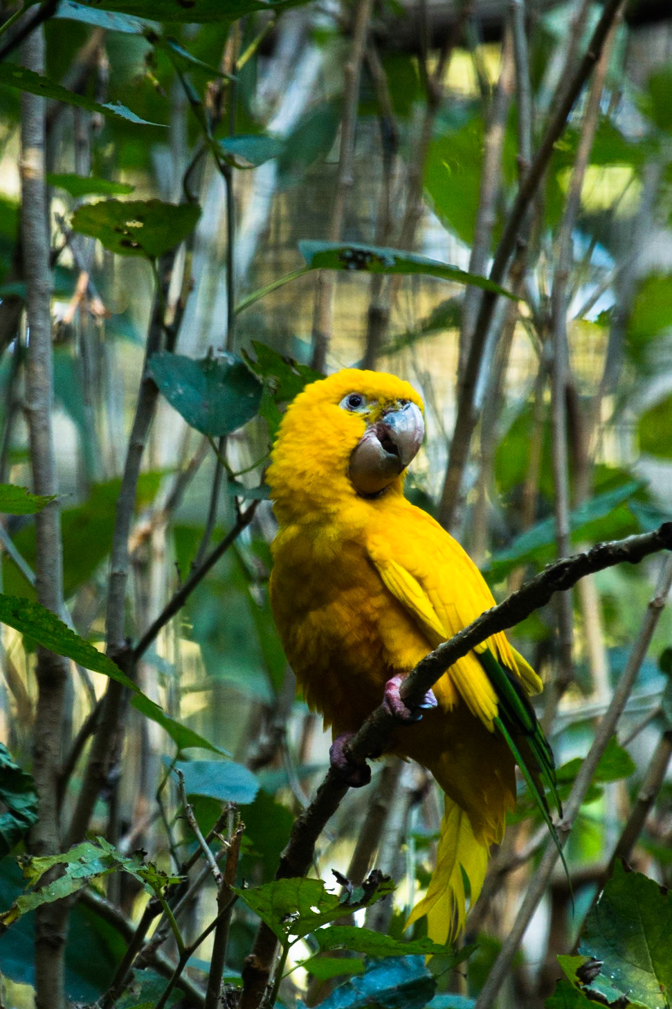Iguassu bird park, Brazil