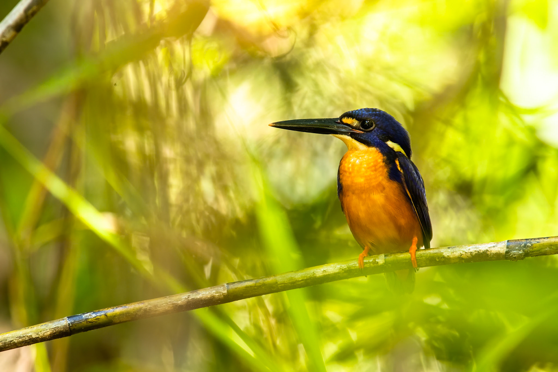 Azure kingfisher, waterhole, near Pine Creek, Northern Territory, Australia