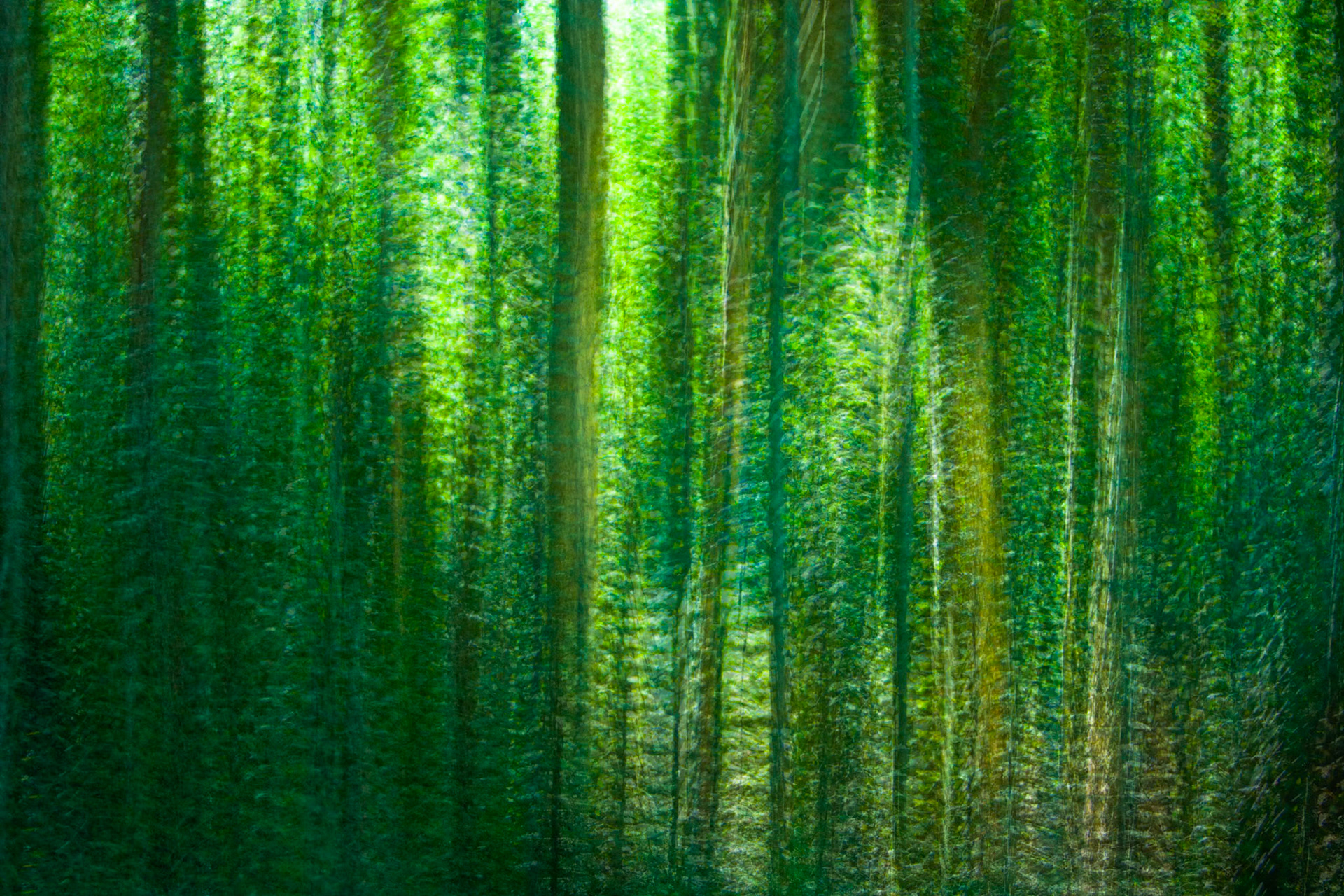 Lamington National Park, Queensland