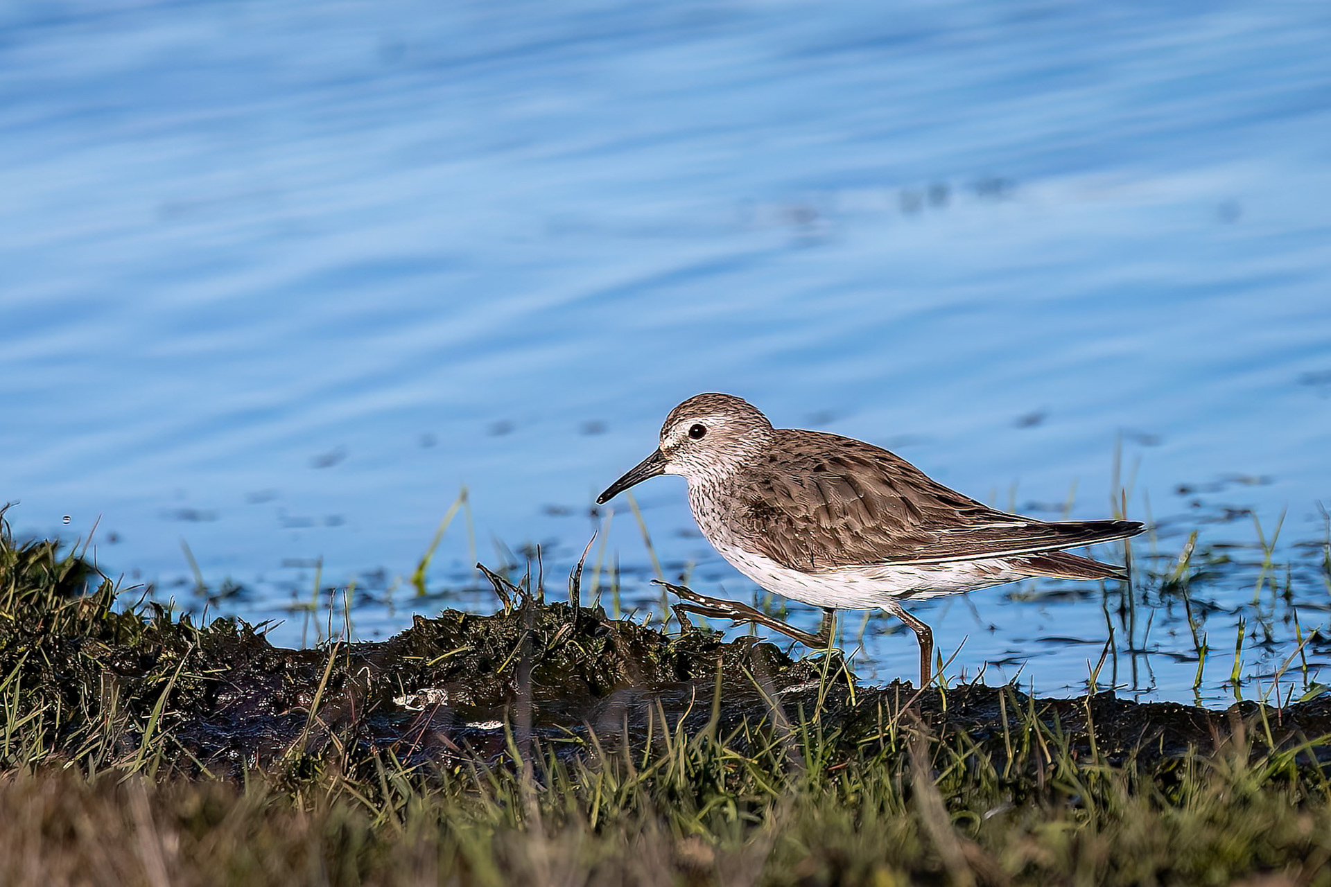 White-rumped sandpiper, The Settlement, Saunders Island, Falkland Islands