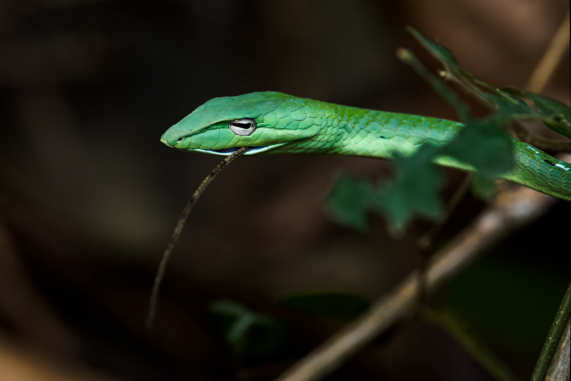 Oriental whipsnake (Asian vinesnake) eating a orange-winged flying lizard, Khaeng Krackan National Park, Thailand