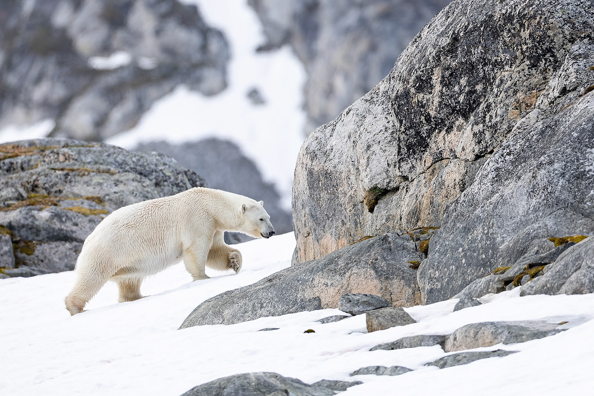 Polar bear, Hamiptonbukka, Svalbard, Norway