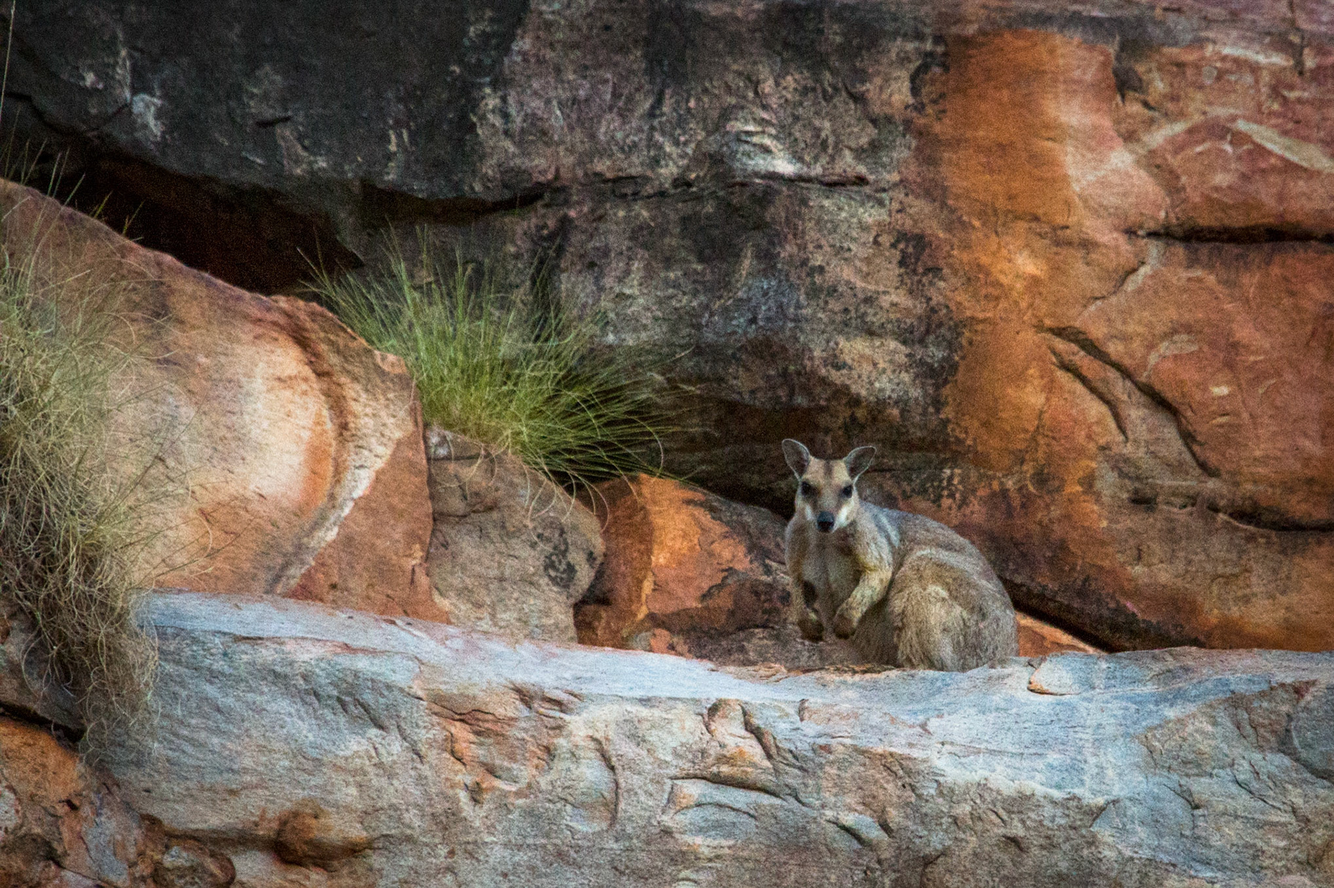 Rock wallaby, Chamberlain George, El Questro Wilderness Park, The Kimberly, Western Australia