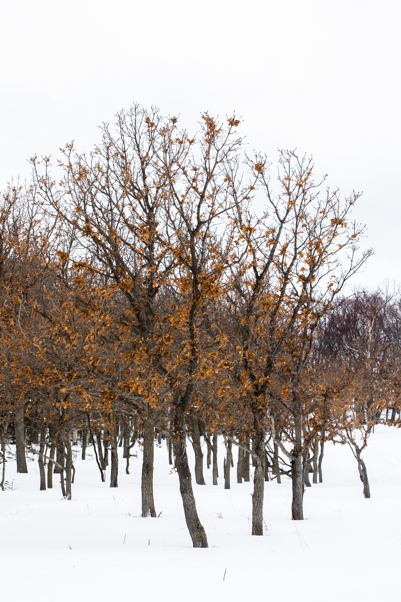 Shiretoko National Park, Hokkaido, Japan