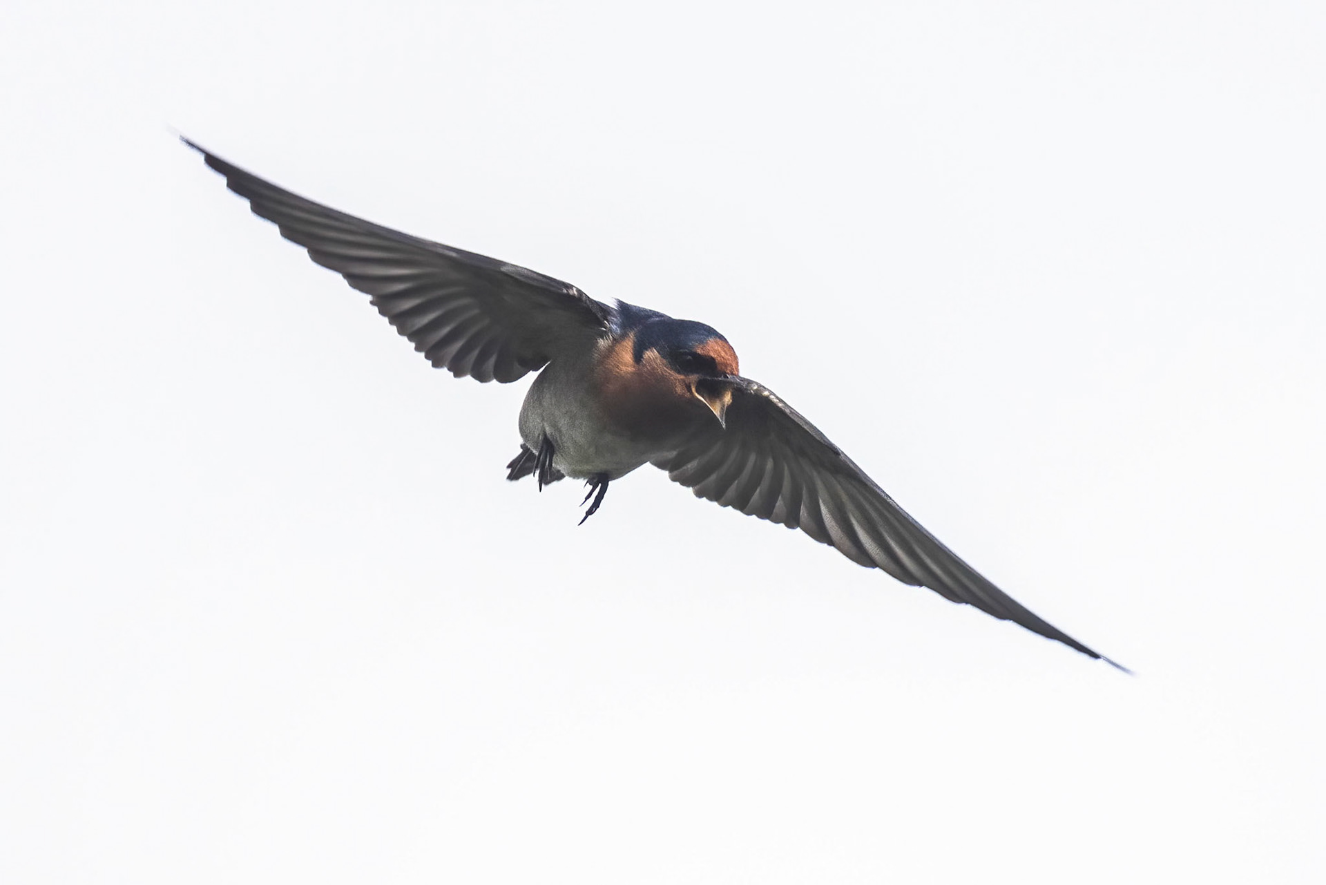 Welcome swallow, Turon Gates, New South Wales