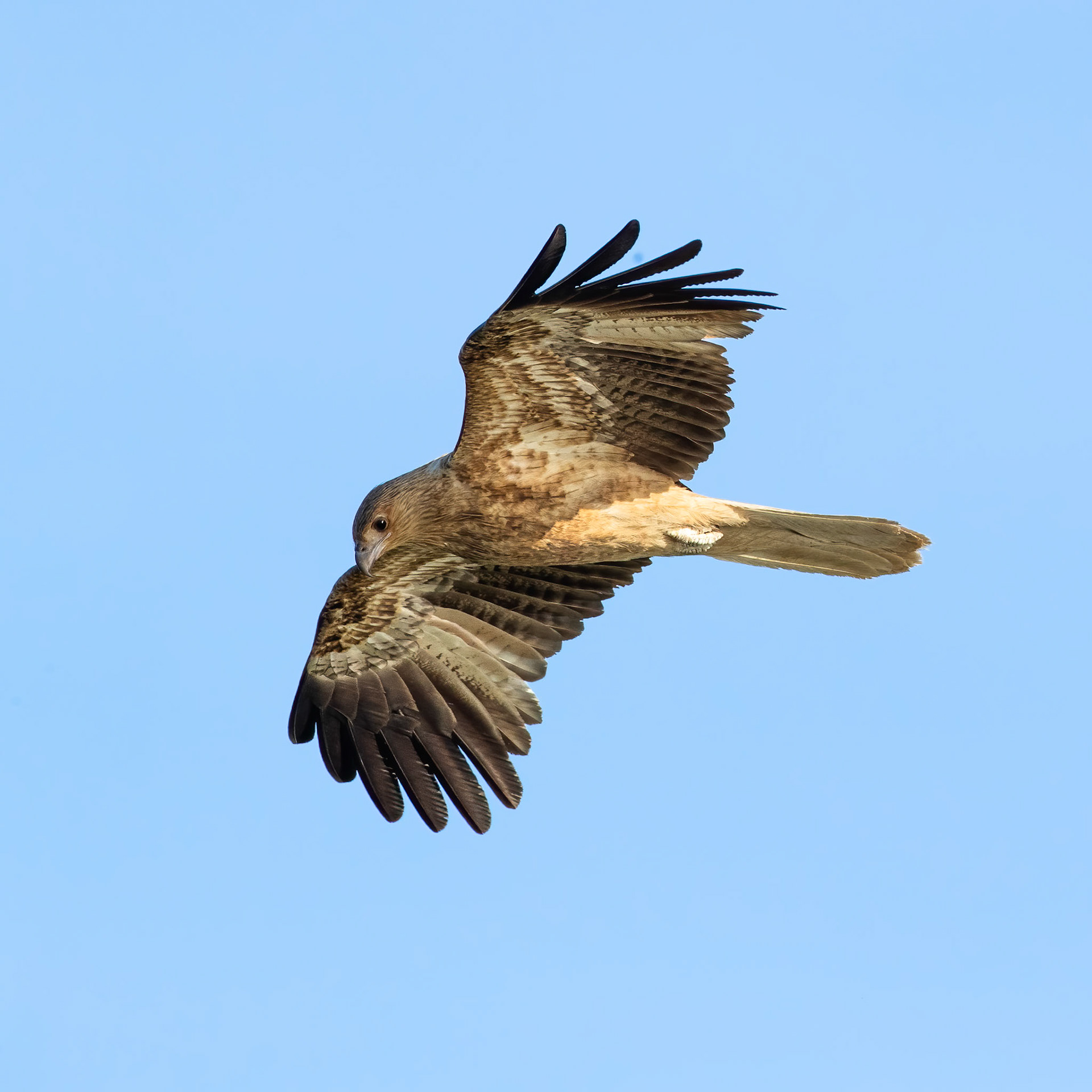 Whistling kite, Corroboree billabong, Corroboree, Northern Territory, Australia