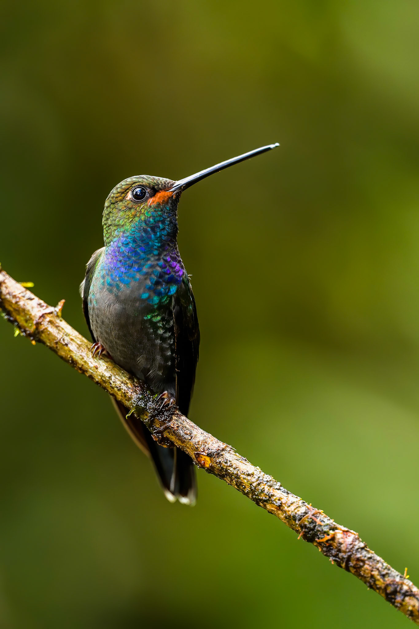 White-tailed (rufous-gaped) hillstar, Las Tangeras, Colombia